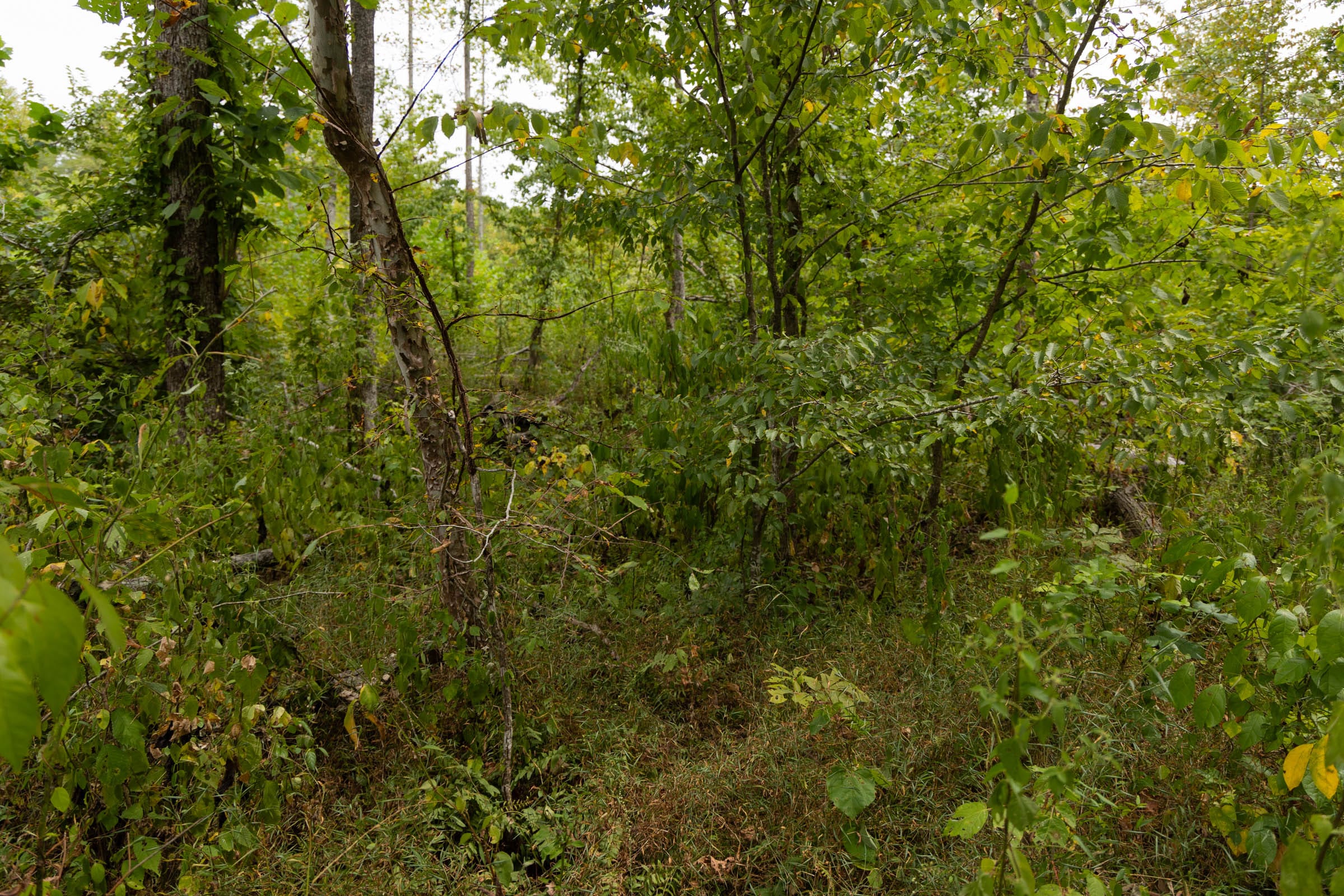 Big White Oak Tract 95 photo 5