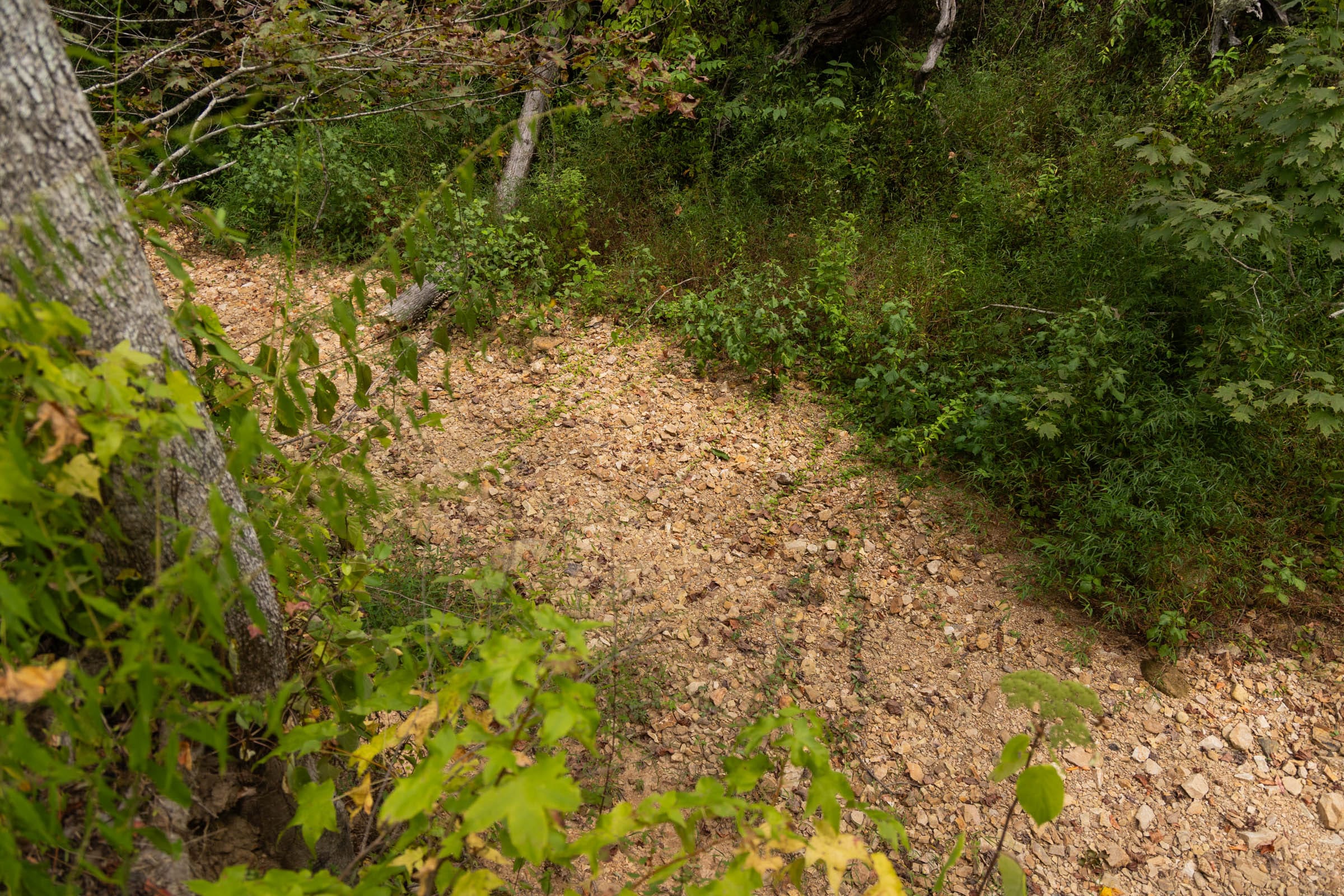 Big White Oak Tract 95 photo 4