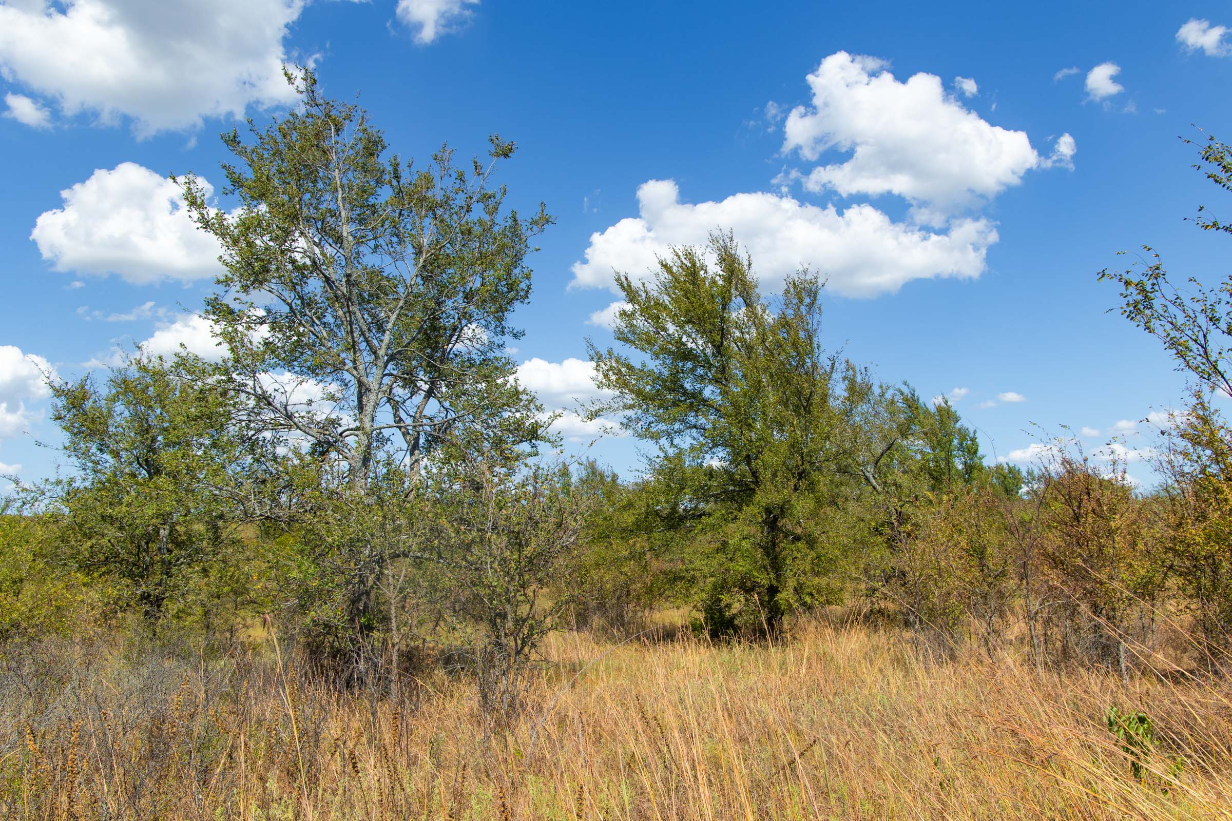 Gracyn Meadows Tract 13 photo 12