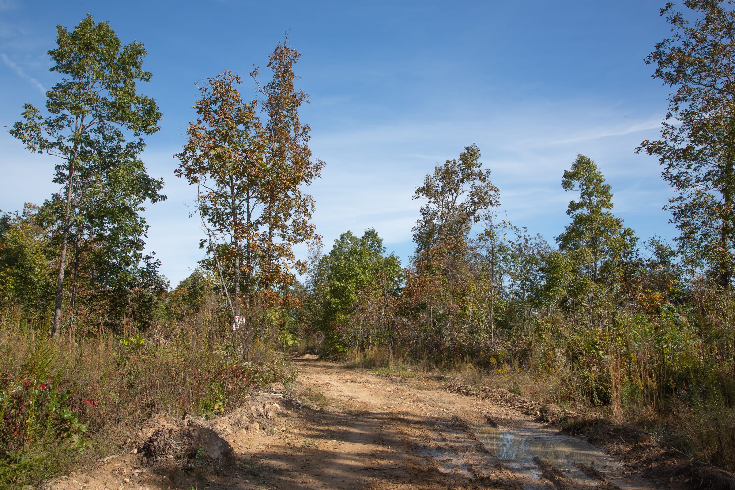 Borgmann’s Hollow Phase IV Tract 130 photo 3