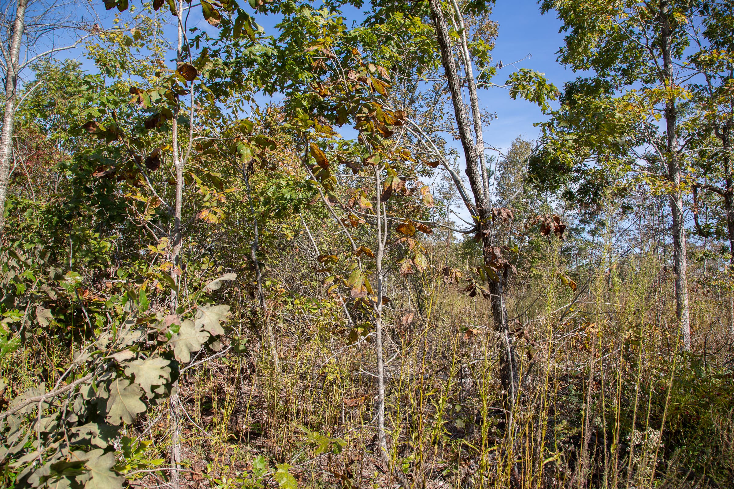 Borgmann’s Hollow Phase IV Tract 130 photo 4