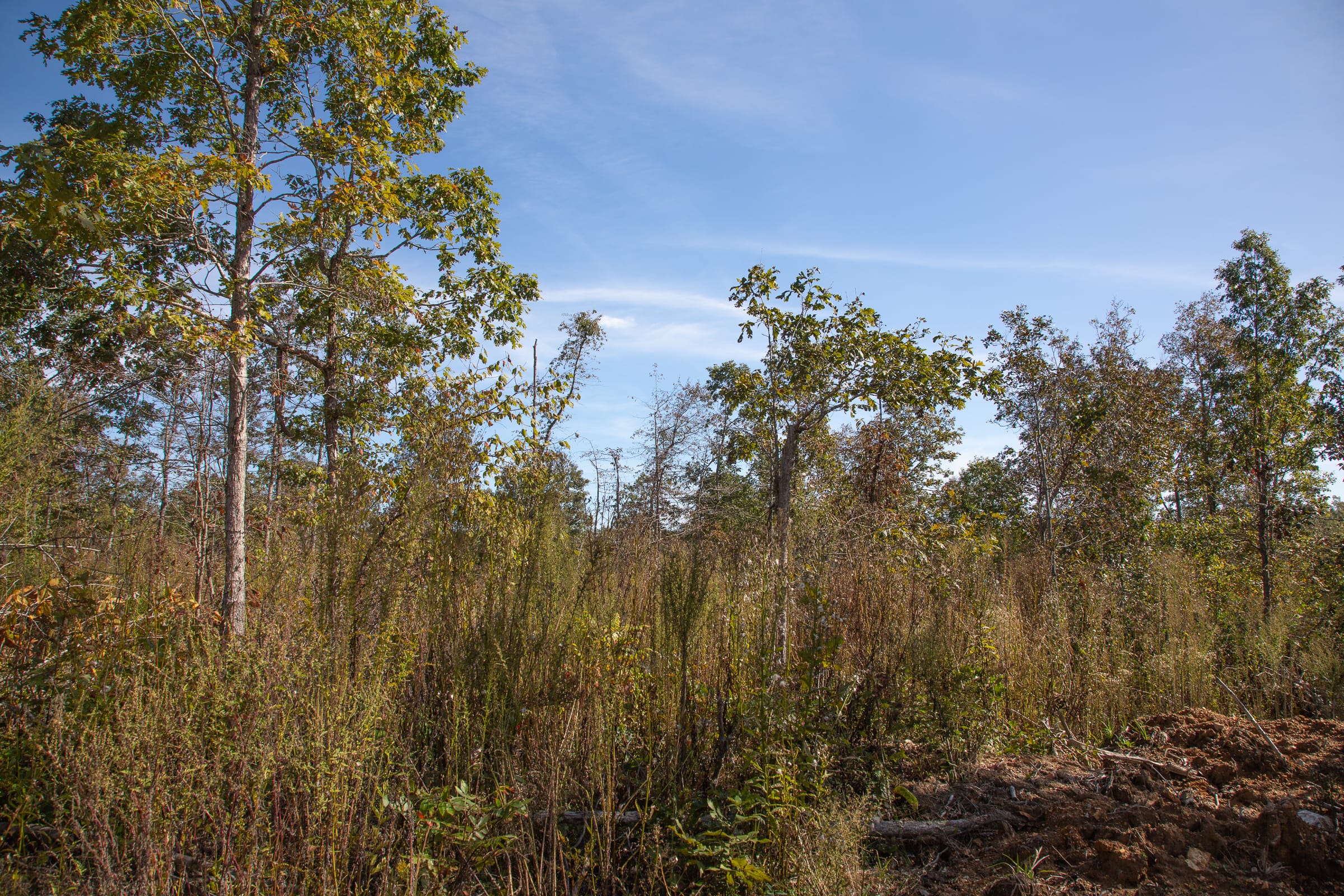 Borgmann’s Hollow Phase IV Tract 130 photo 5