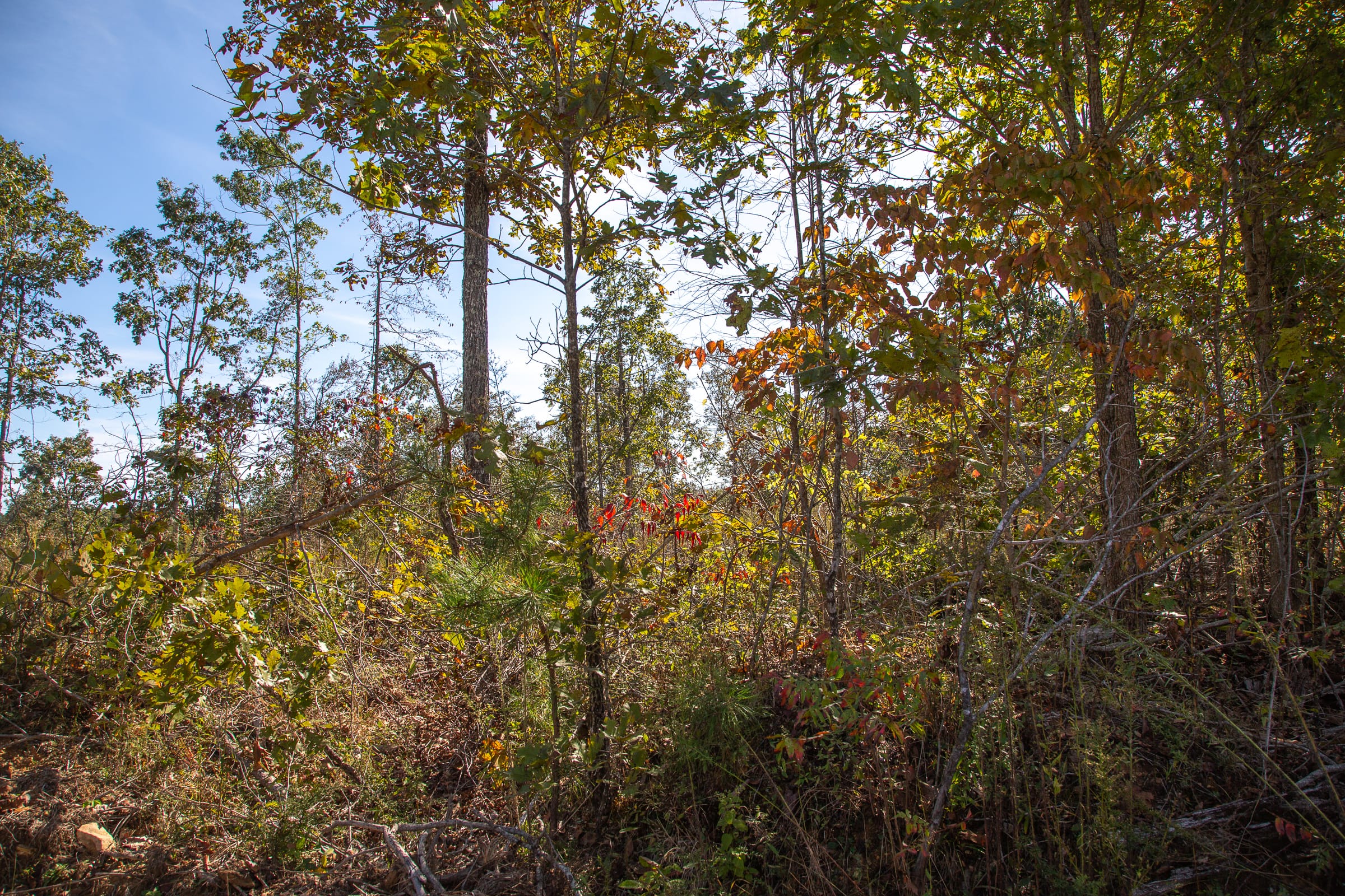 Borgmann’s Hollow Phase IV Tract 130 photo 7