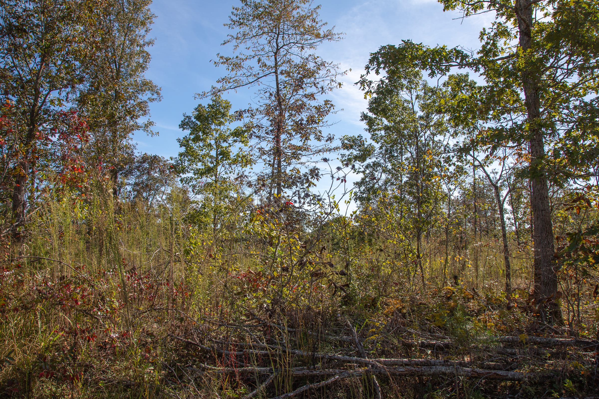 Borgmann’s Hollow Phase IV Tract 130 photo 8
