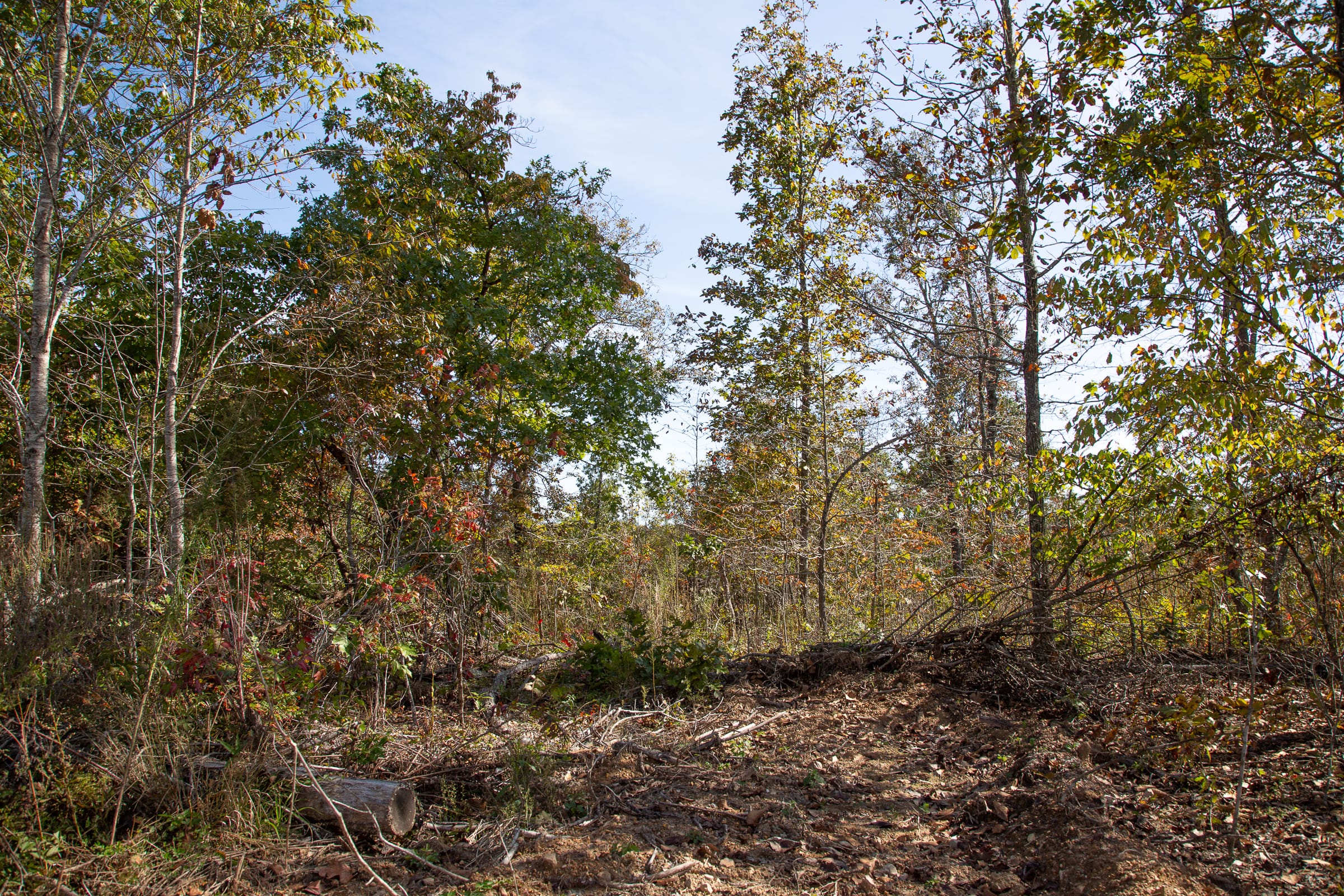 Borgmann’s Hollow Phase IV Tract 130 photo 9