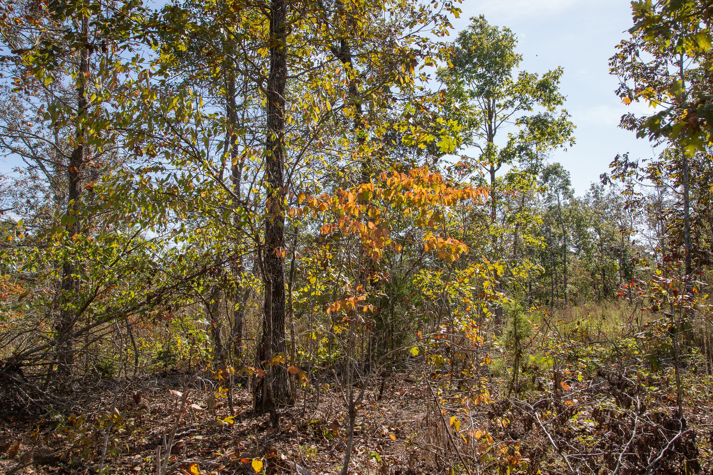 Borgmann’s Hollow Phase IV Tract 130 photo 10