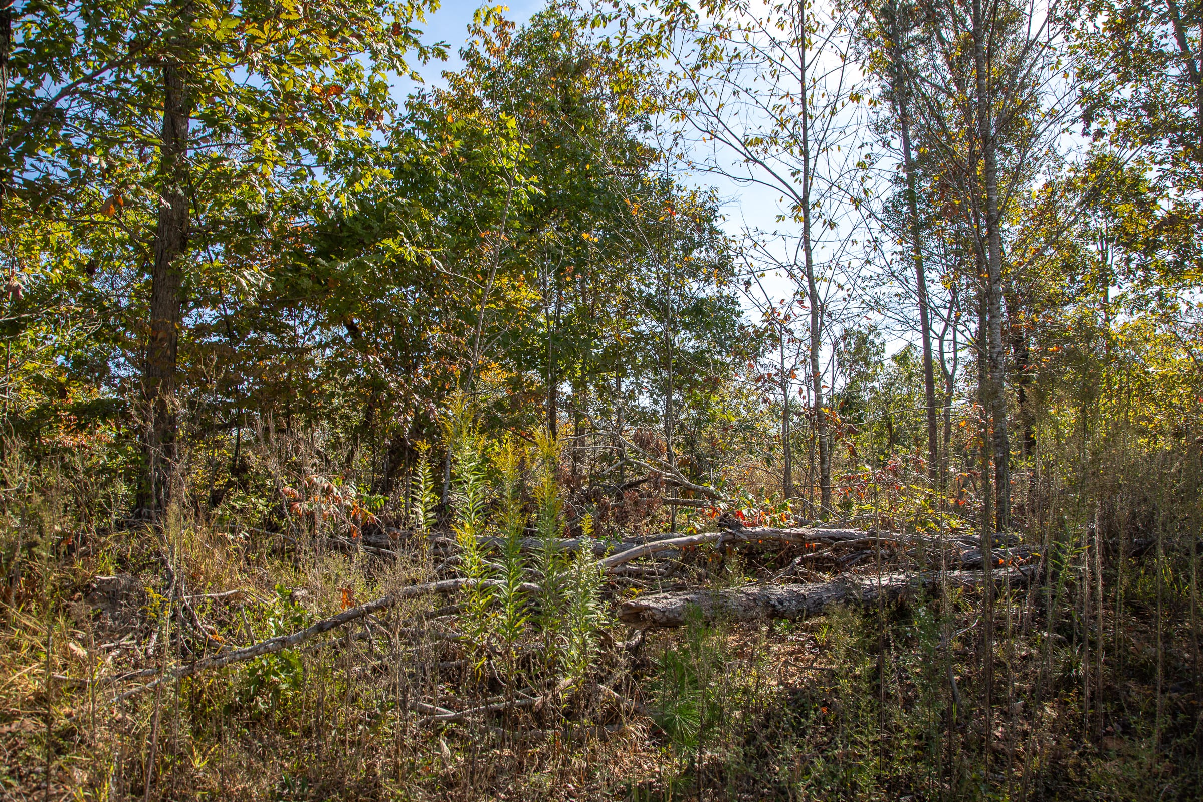 Borgmann’s Hollow Phase IV Tract 130 photo 11