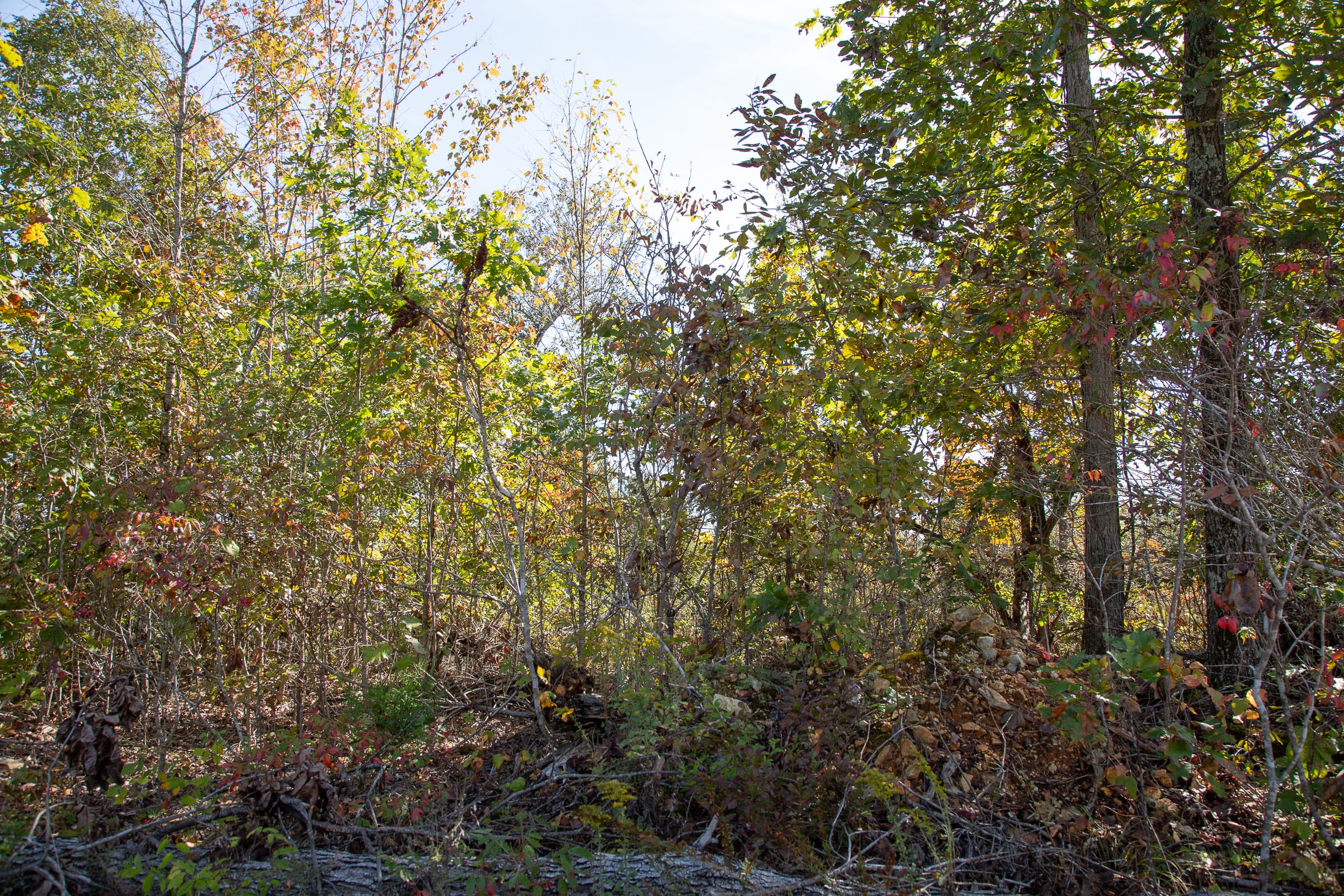 Borgmann’s Hollow Phase IV Tract 130 photo 12