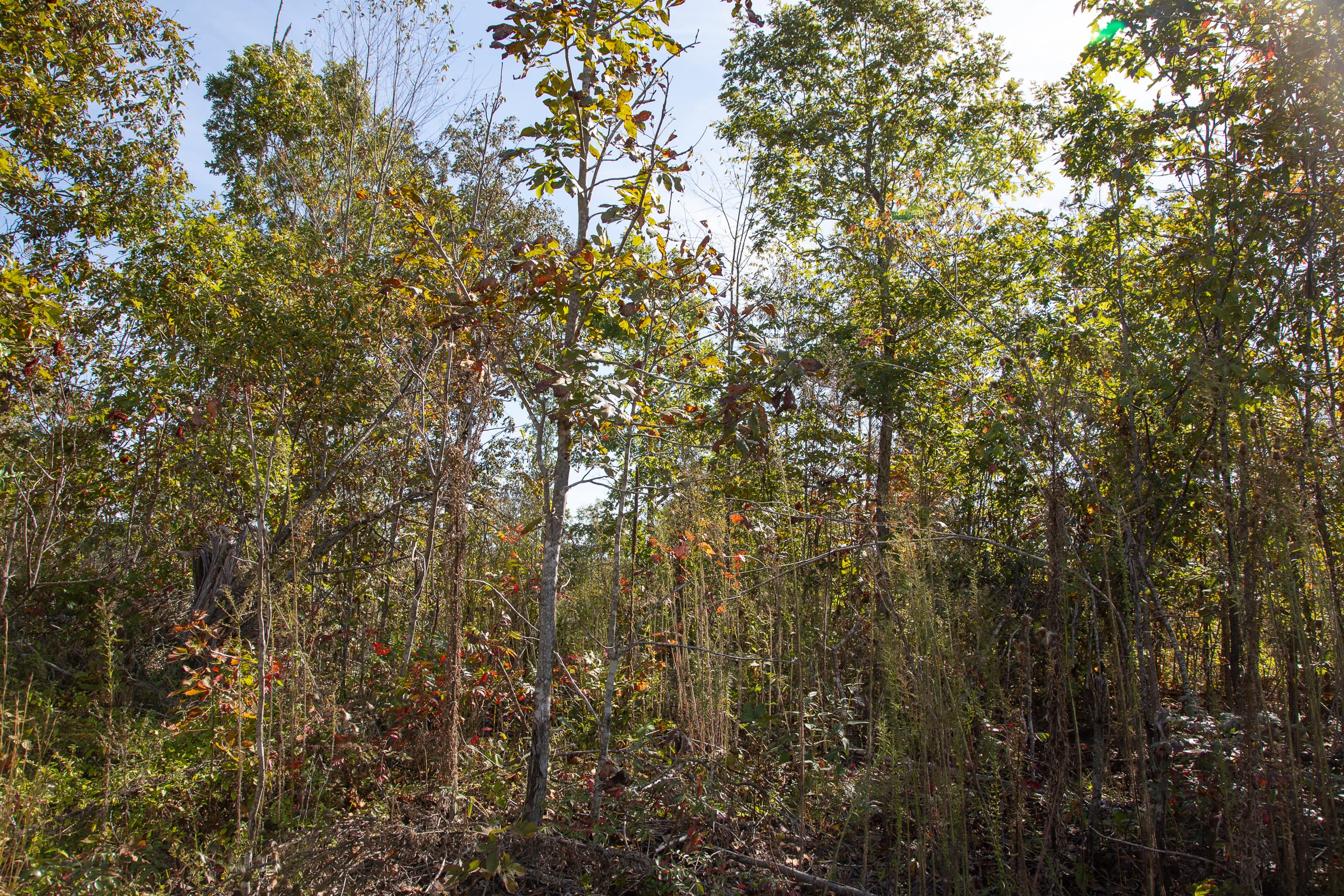 Borgmann’s Hollow Phase IV Tract 130 photo 13