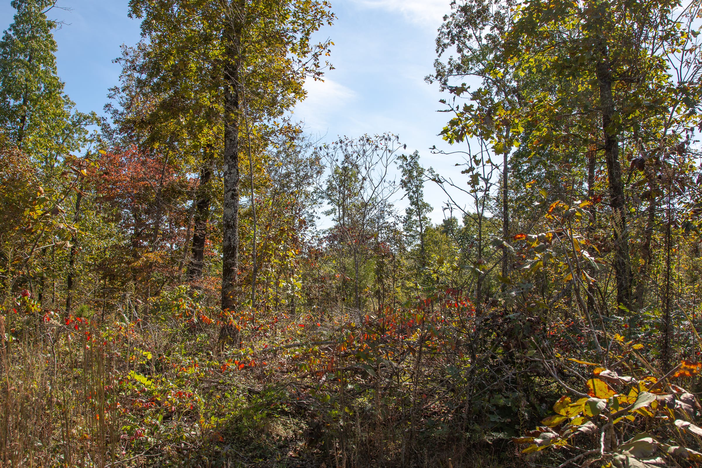 Borgmann’s Hollow Phase IV Tract 130 photo 14