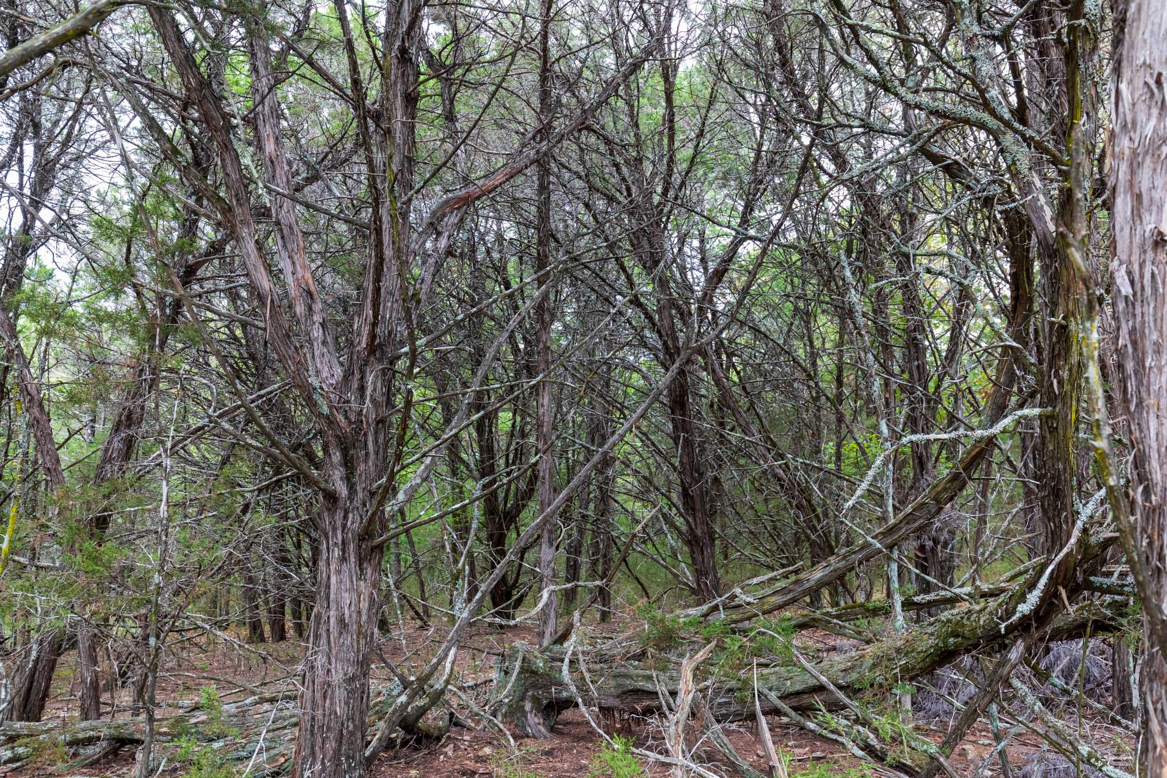 Heritage Bend Tract 36 photo 12