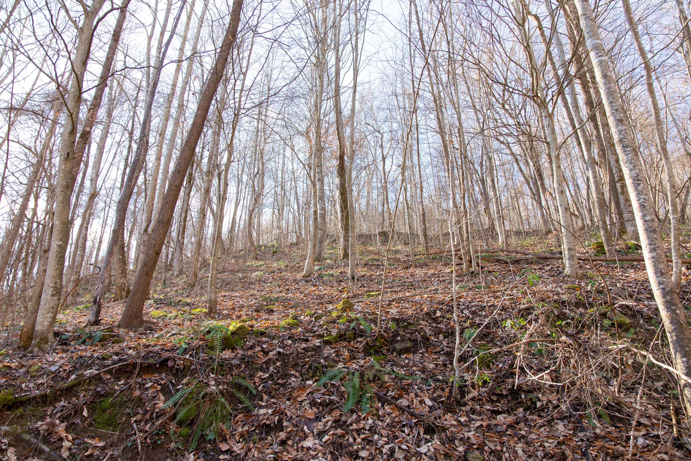 Blackstone Mountain Phase I Tract 14 photo 13