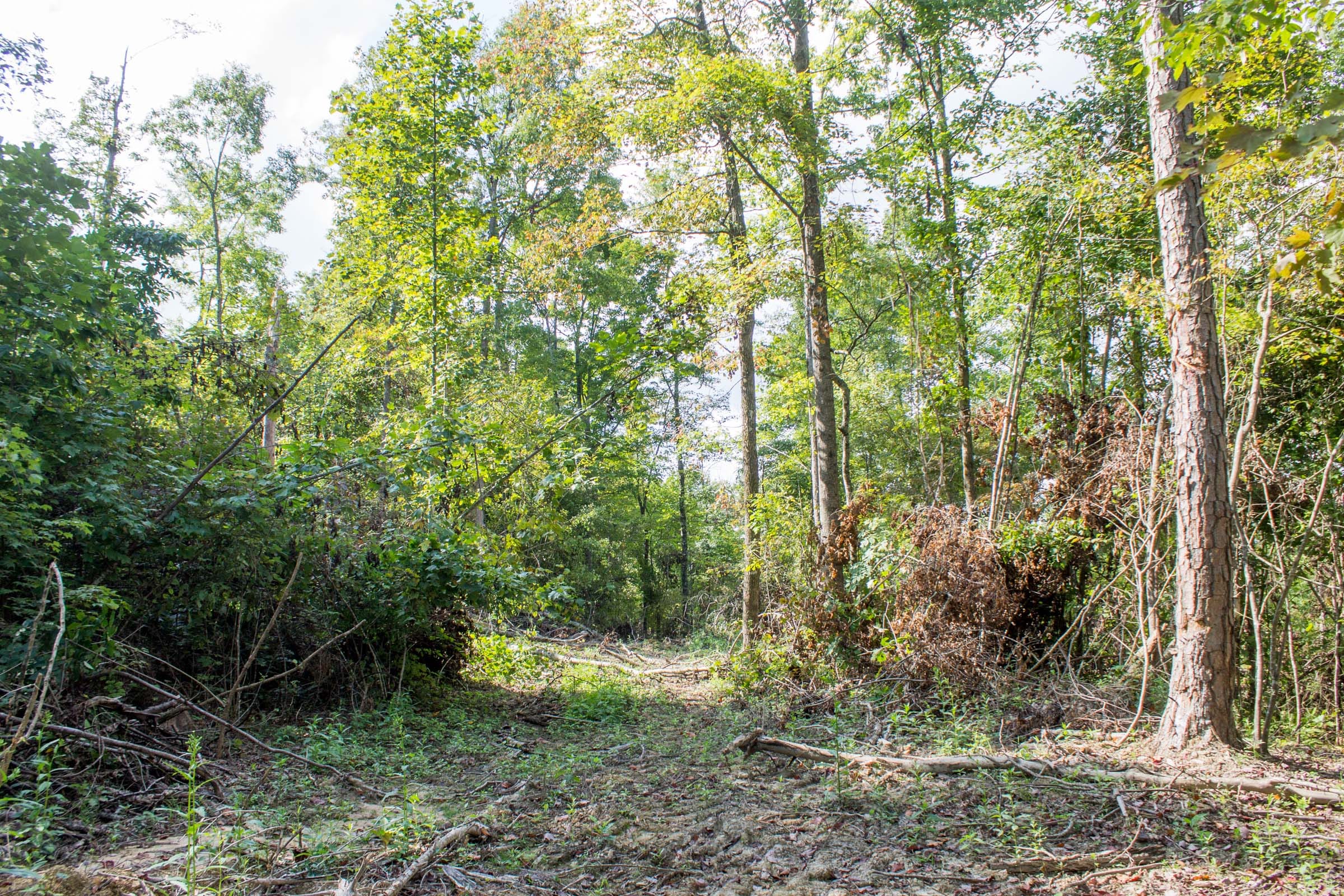 Buck Run Ridge Tract 17 photo 2