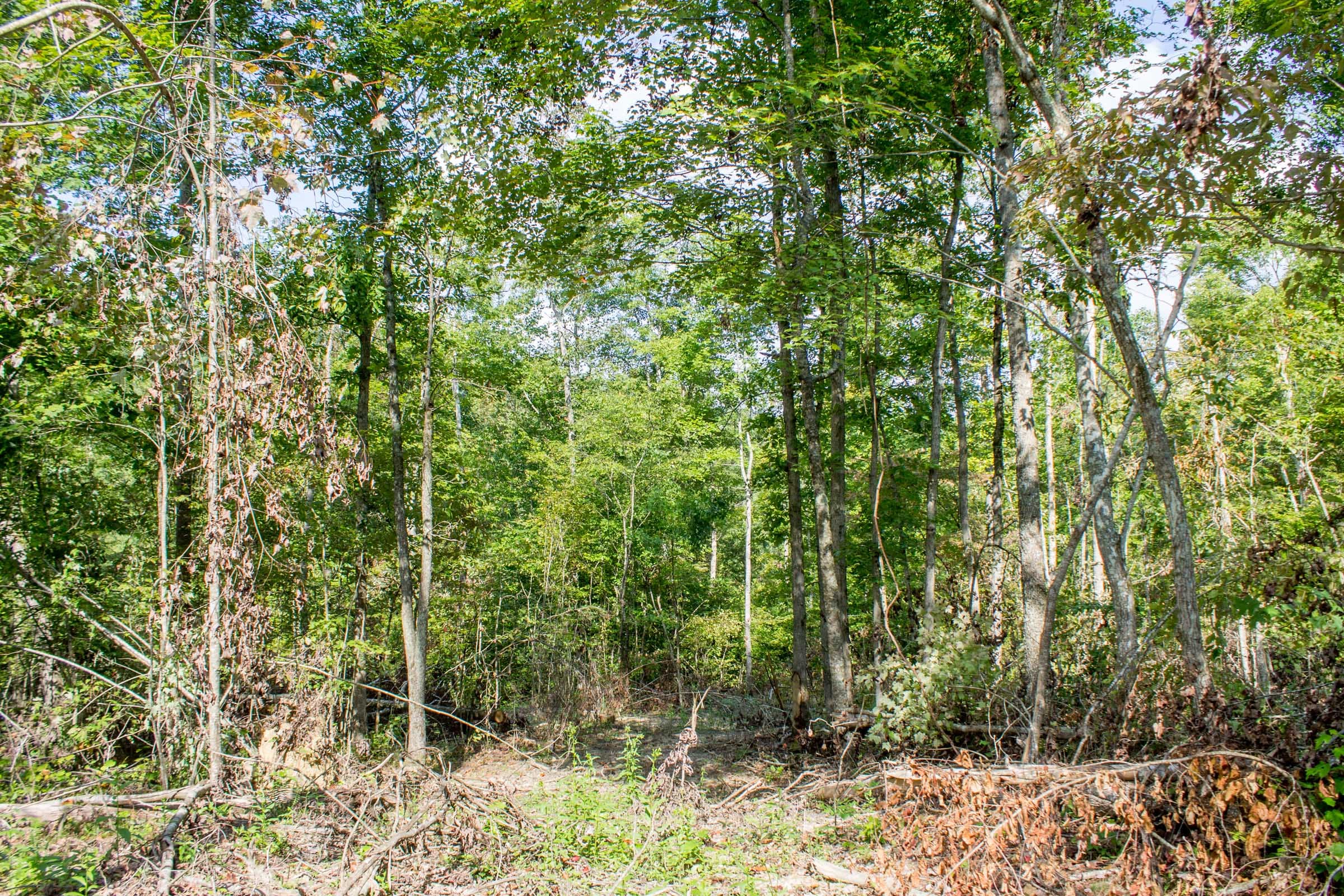 Buck Run Ridge Tract 17 photo 3