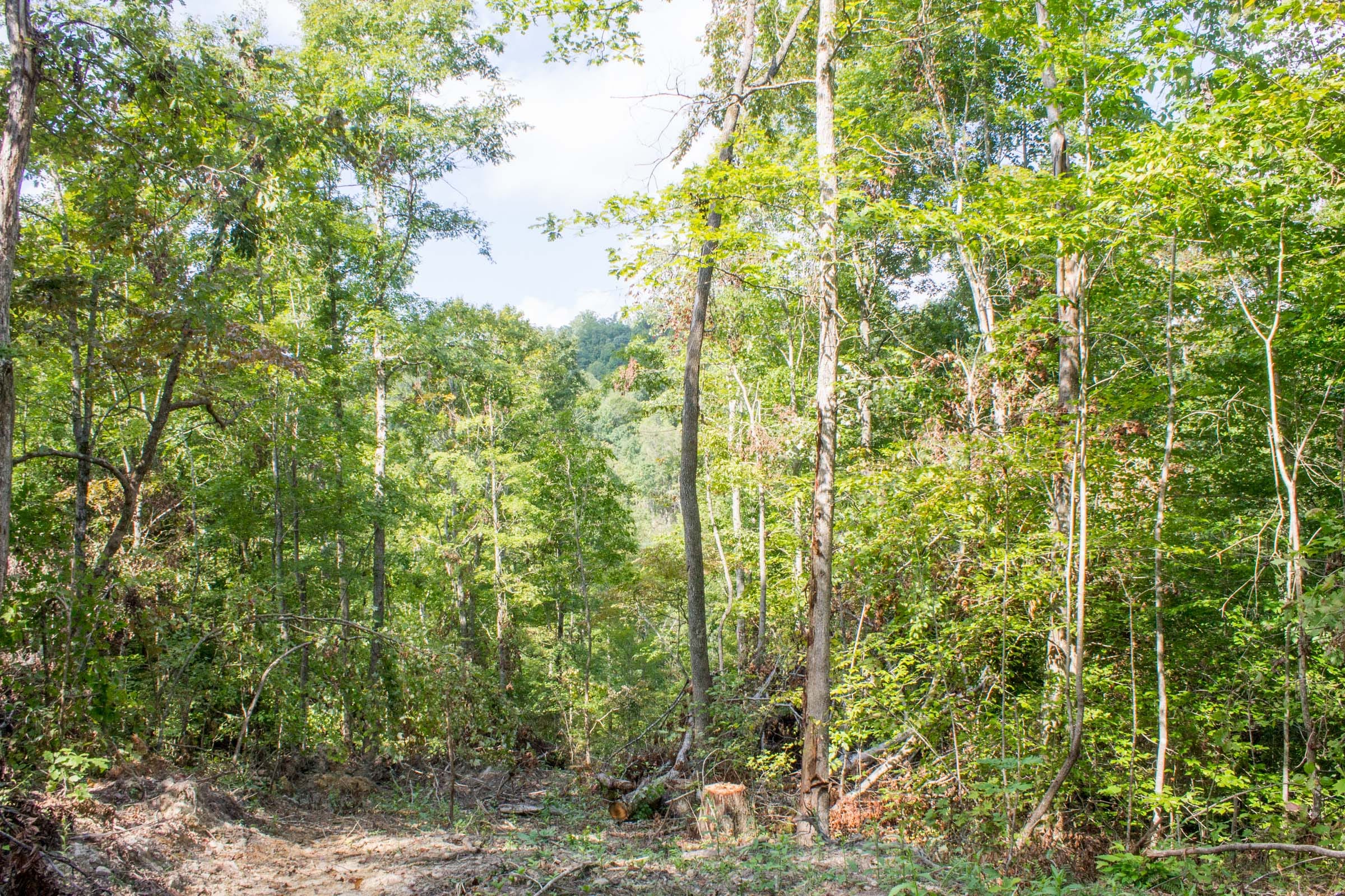 Buck Run Ridge Tract 17 photo 4