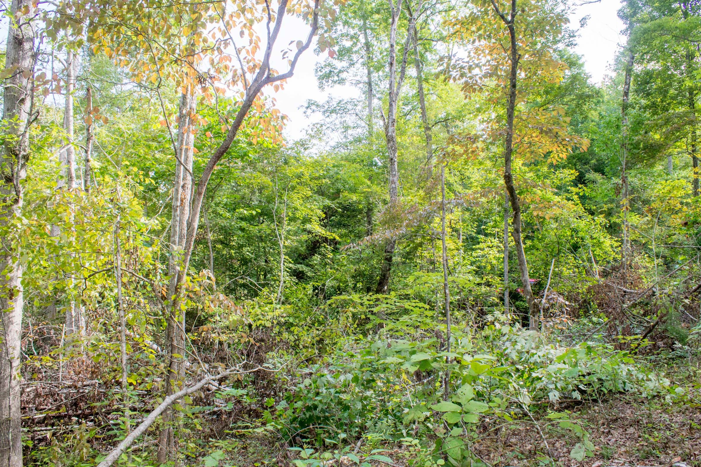 Buck Run Ridge Tract 17 photo 5