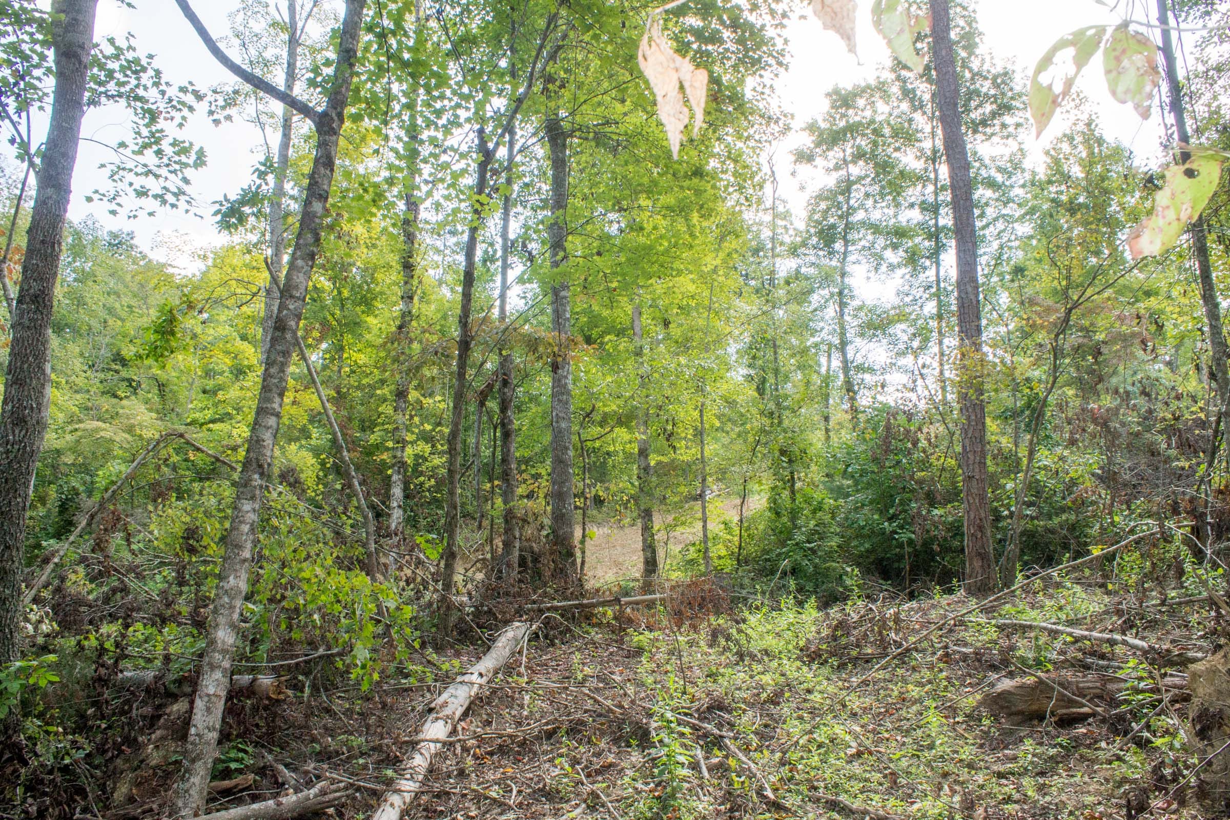 Buck Run Ridge Tract 17 photo 6