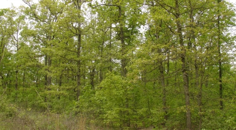 Rogue Creek Tract 11 photo 4