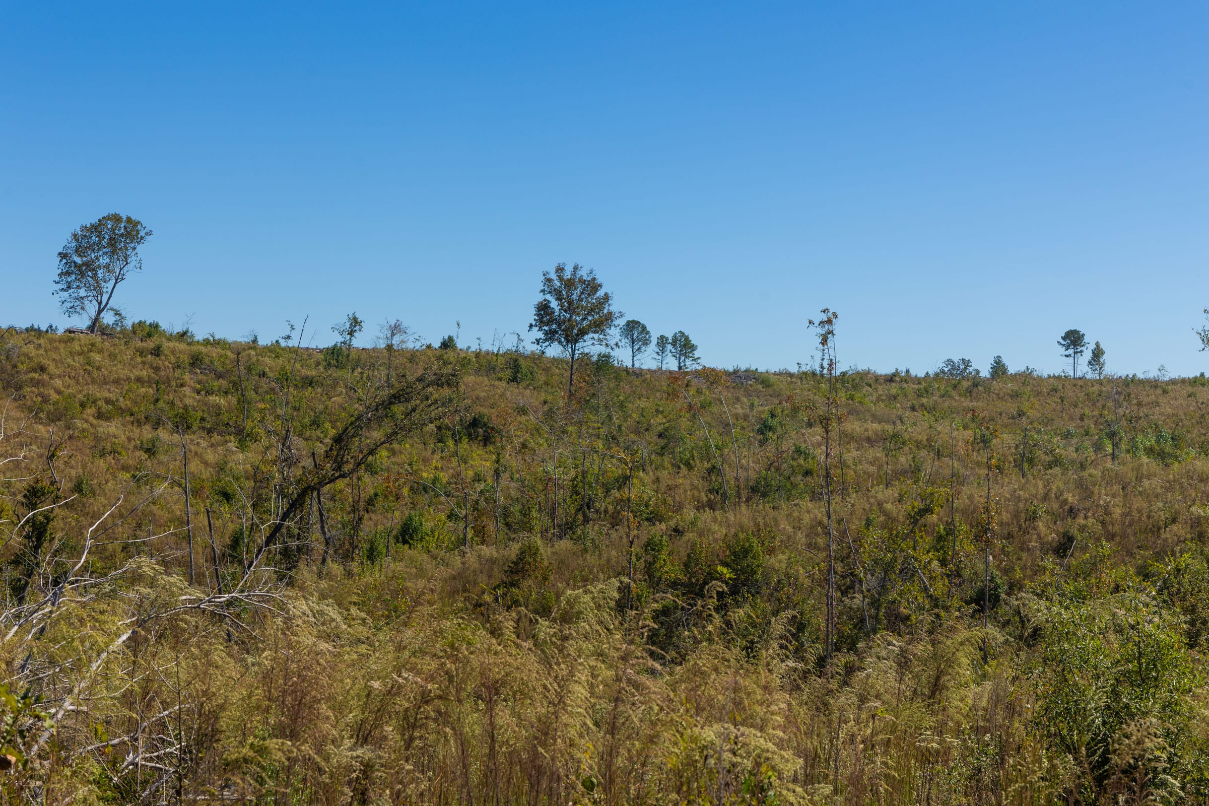 Meyer’s Ridge Tract 19 photo 18