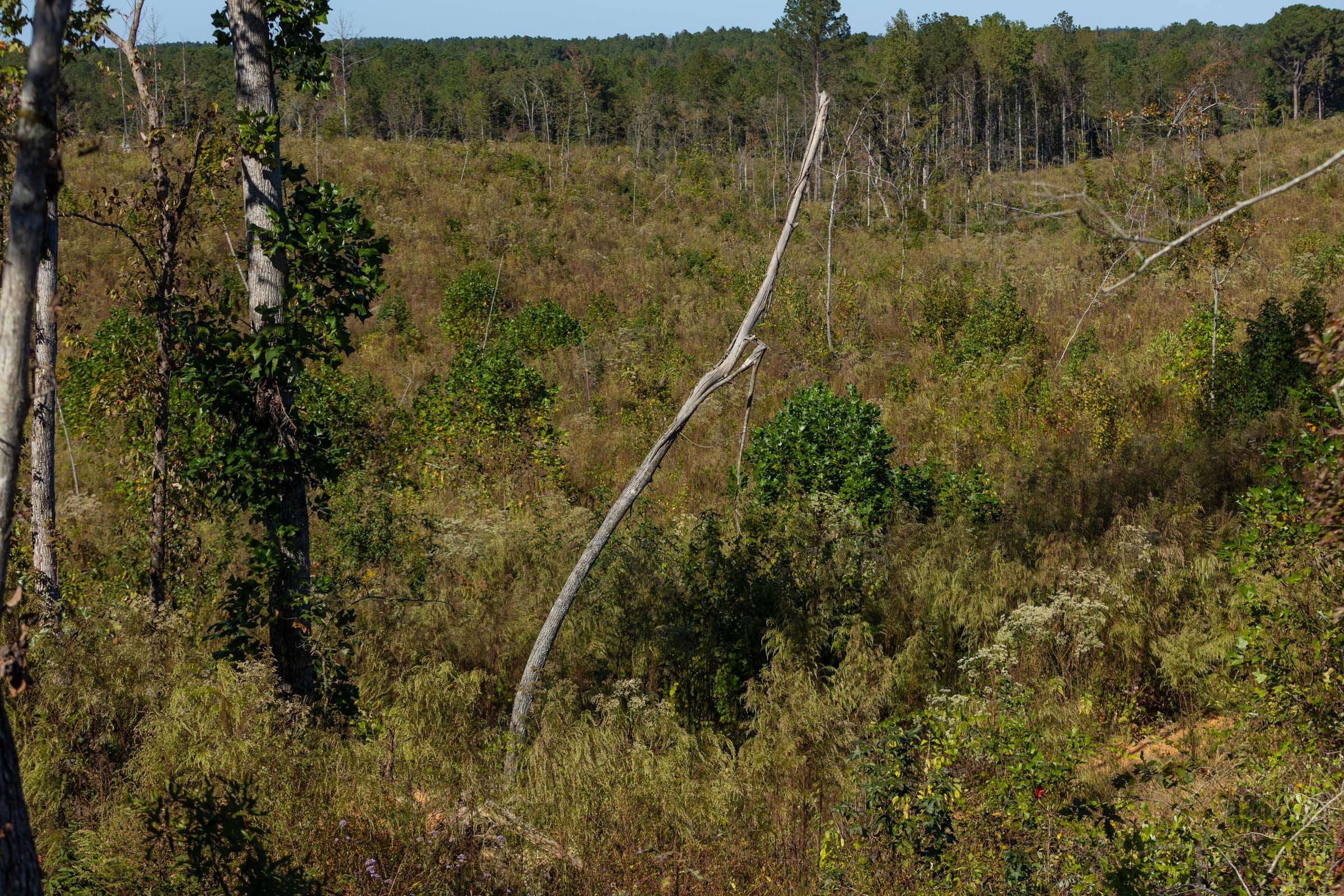 Meyer’s Ridge Tract 19 photo 17