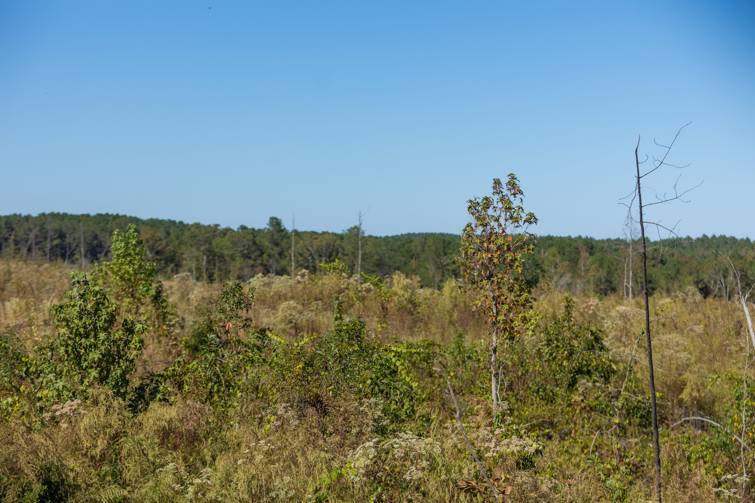 Meyer’s Ridge Tract 19 photo 15