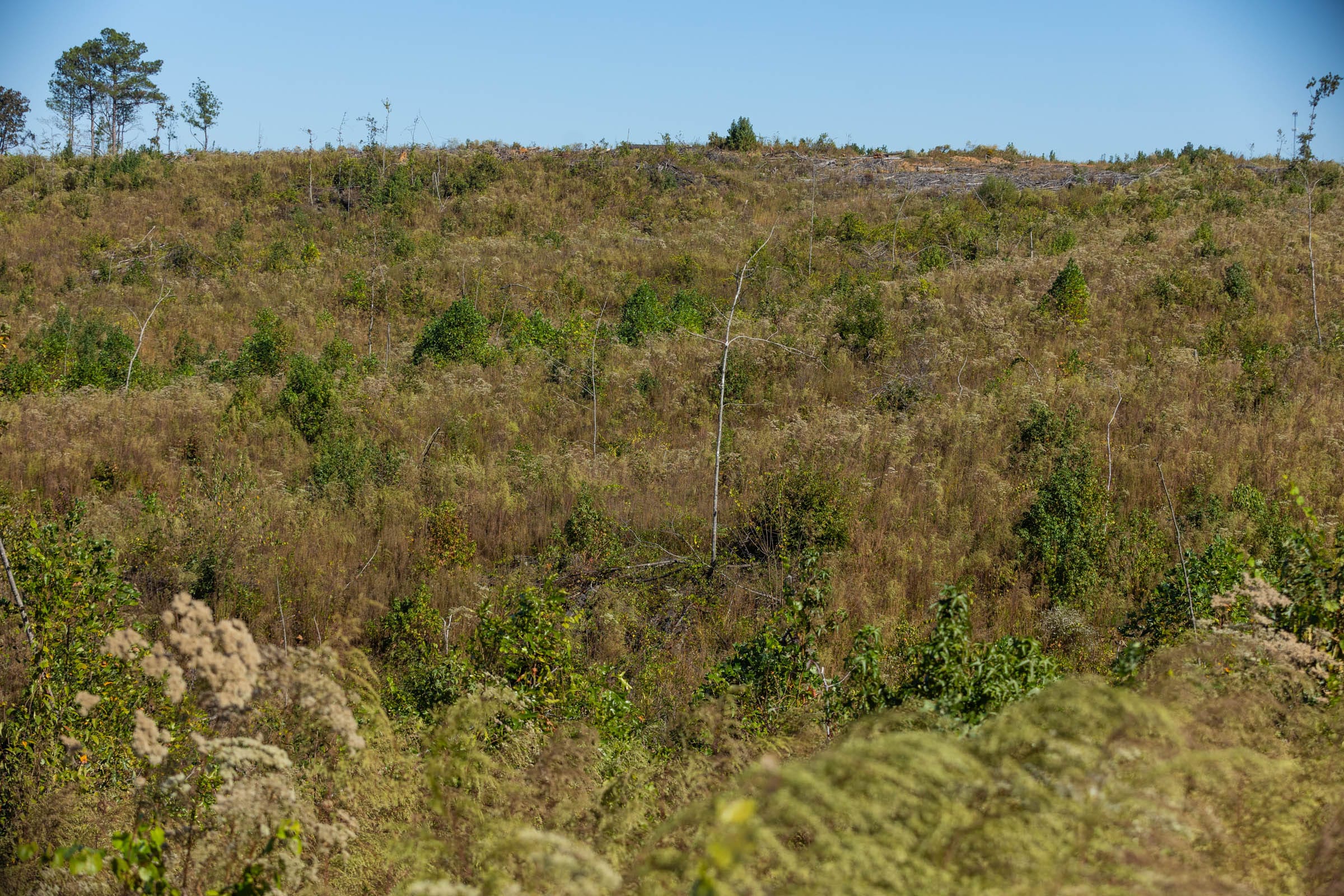 Meyer’s Ridge Tract 19 photo 8