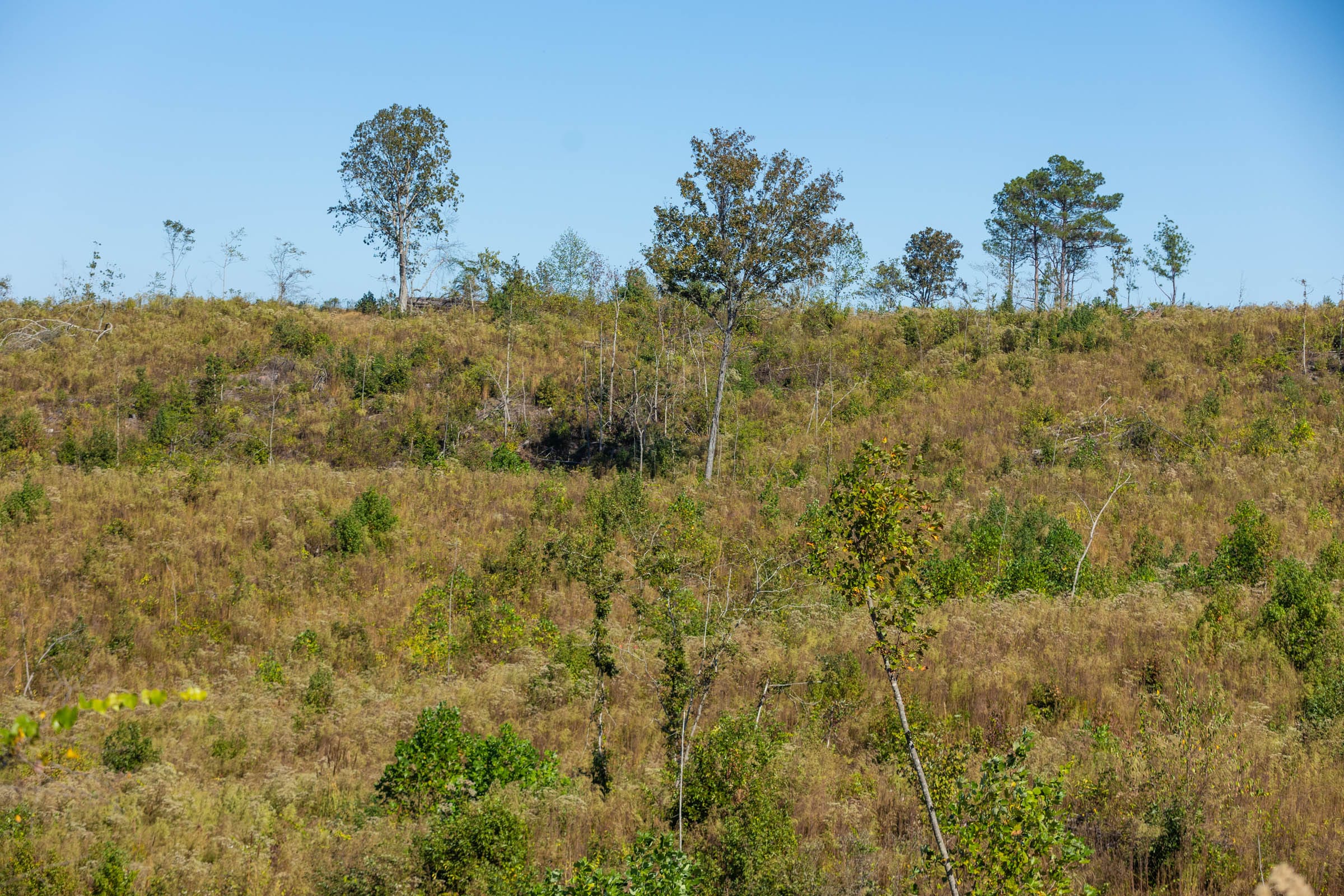 Meyer’s Ridge Tract 19 photo 1