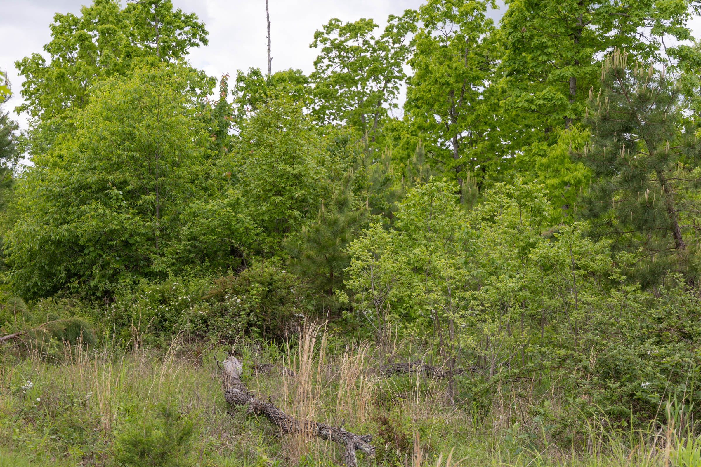 Sleepy Hollow Phase II Tract 72 photo 4