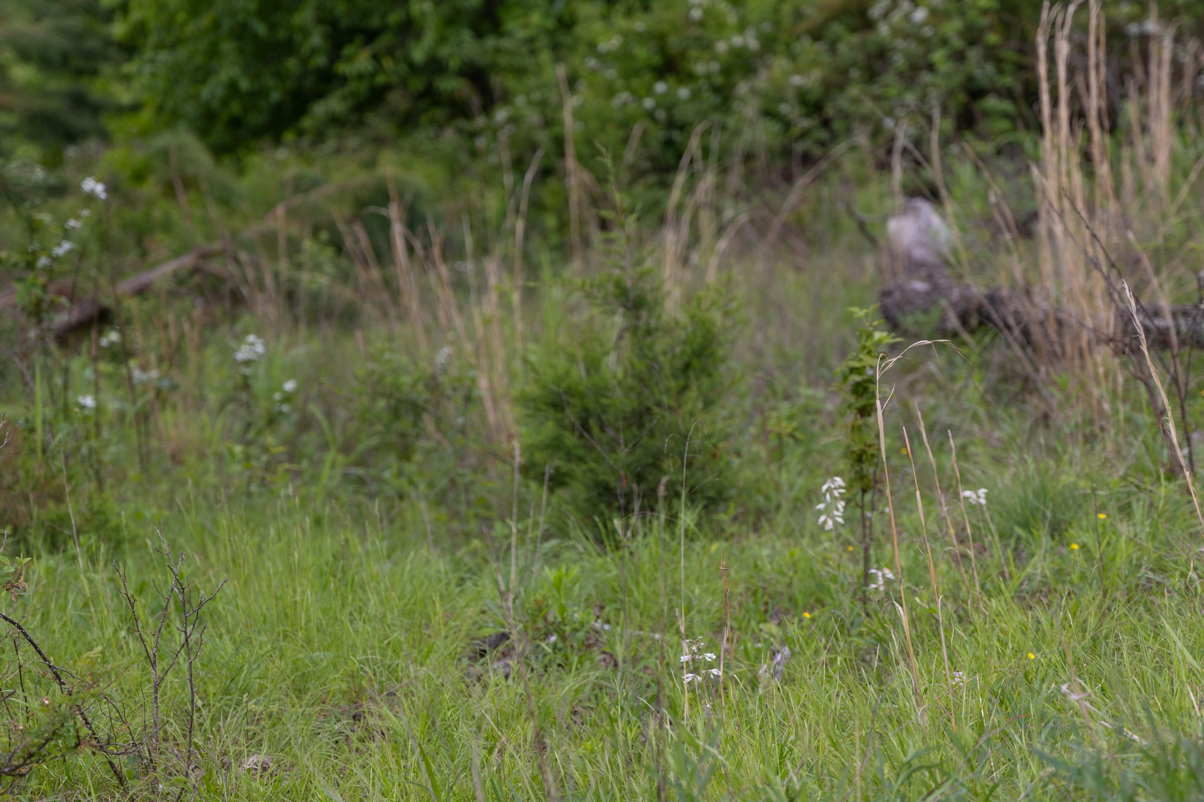 Sleepy Hollow Phase II Tract 72 photo 8