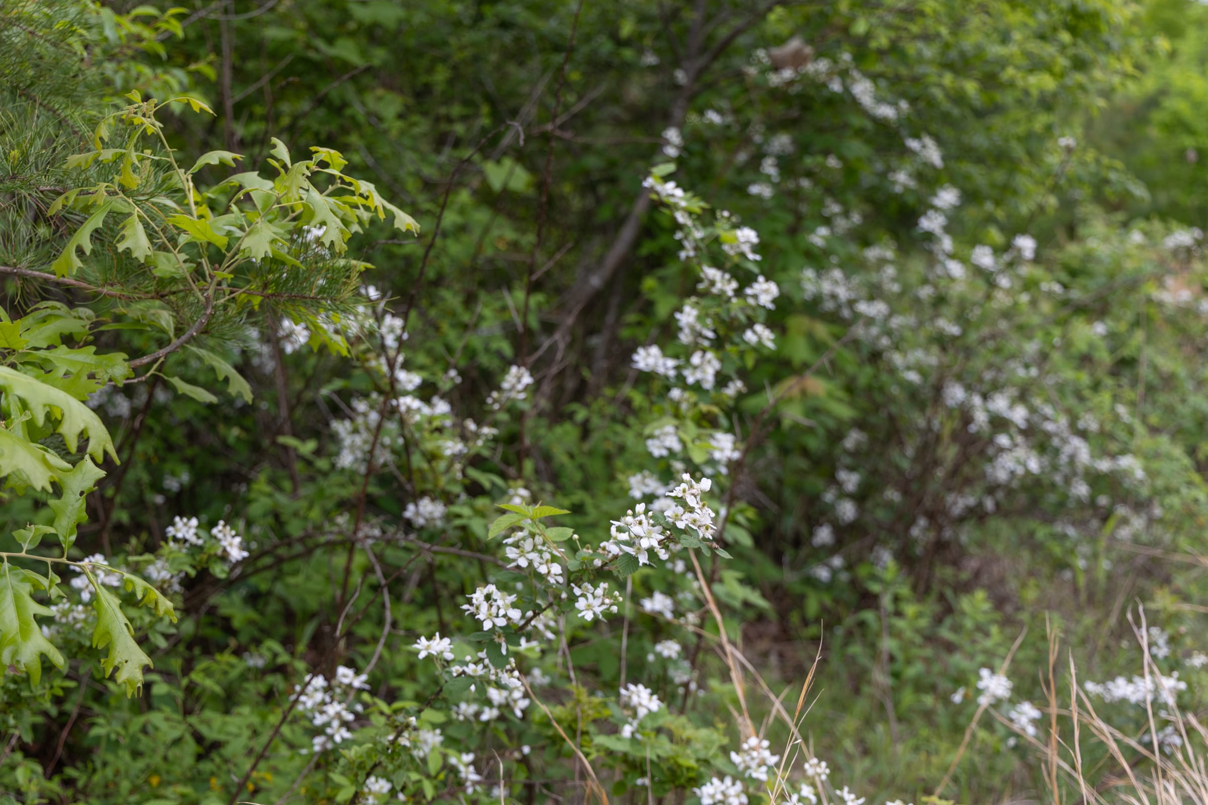 Sleepy Hollow Phase II Tract 72 photo 9