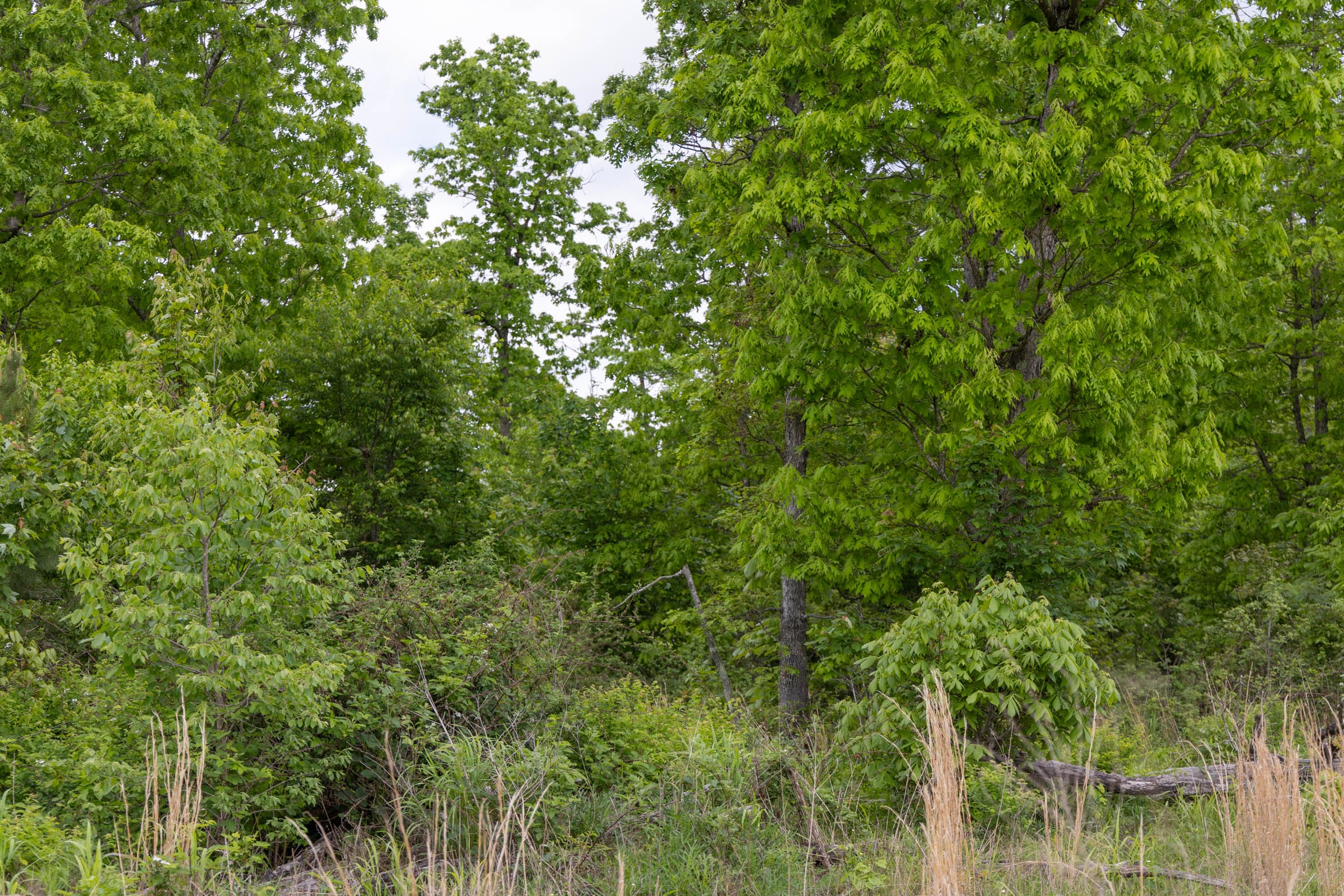 Sleepy Hollow Phase II Tract 72 photo 7