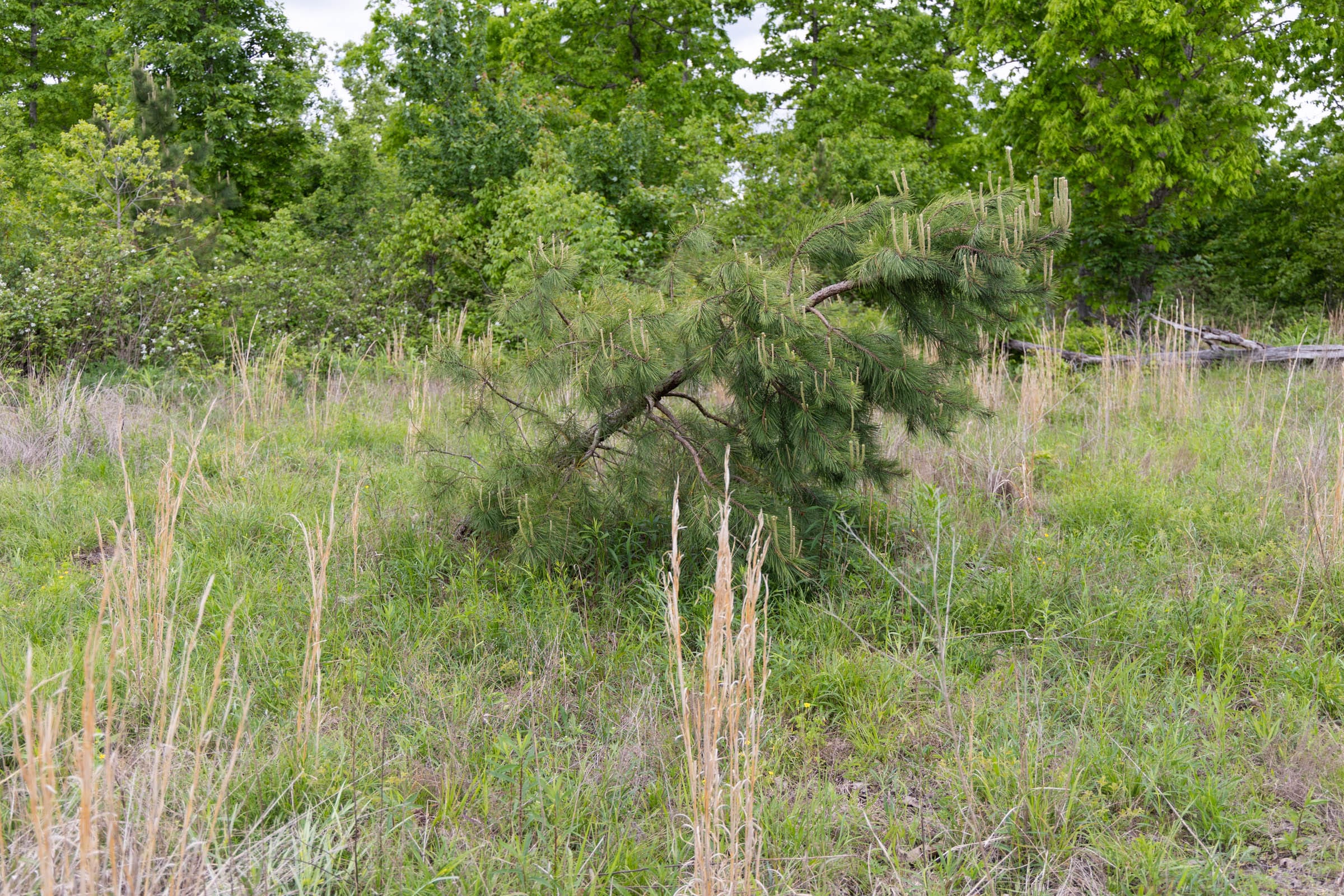 Sleepy Hollow Phase II Tract 72 photo 5