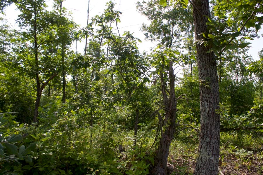 Thunder Mountain Ranch Tract 37 photo 1