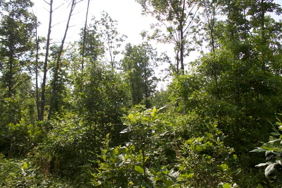 Thunder Mountain Ranch Tract 37 photo 3