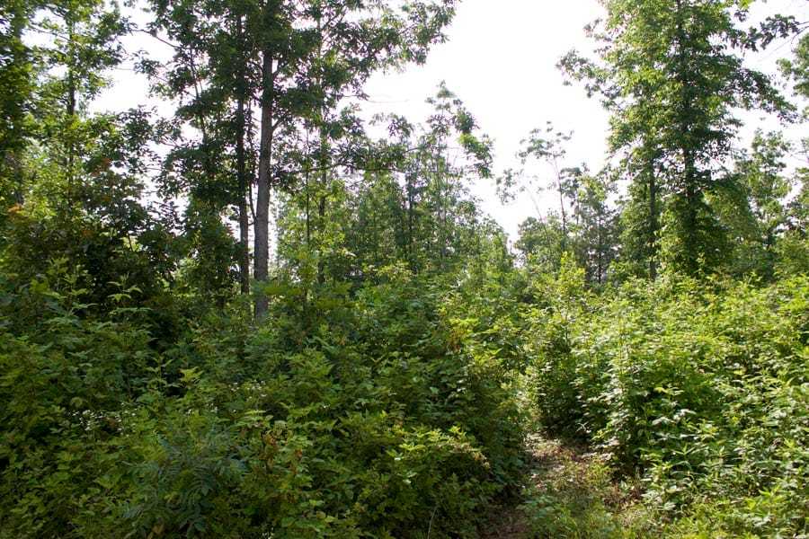 Thunder Mountain Ranch Tract 37 photo 4