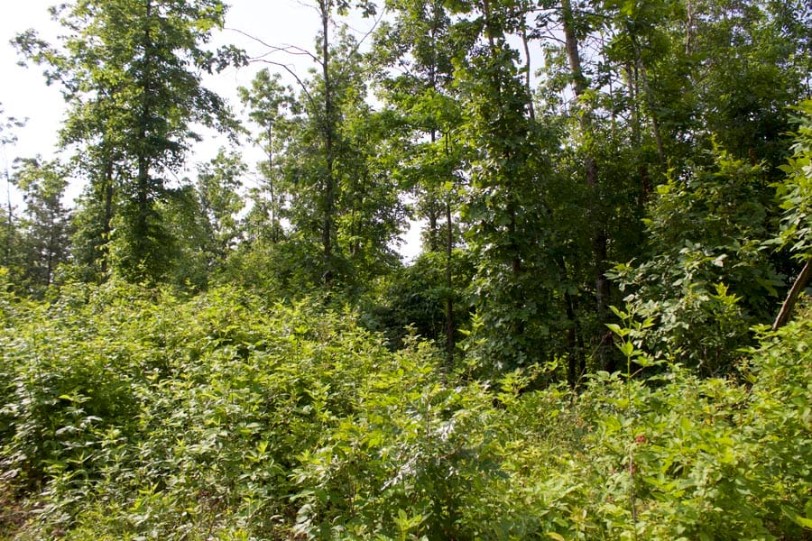 Thunder Mountain Ranch Tract 37 photo 5