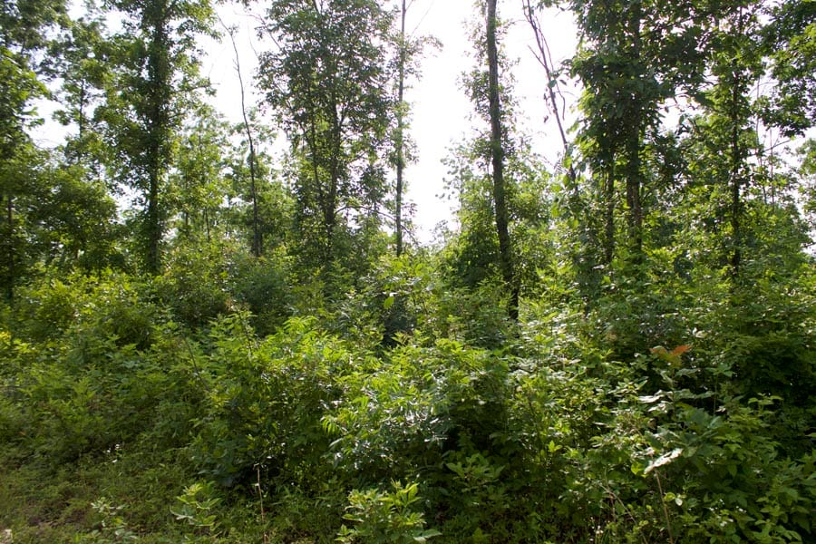 Thunder Mountain Ranch Tract 37 photo 7