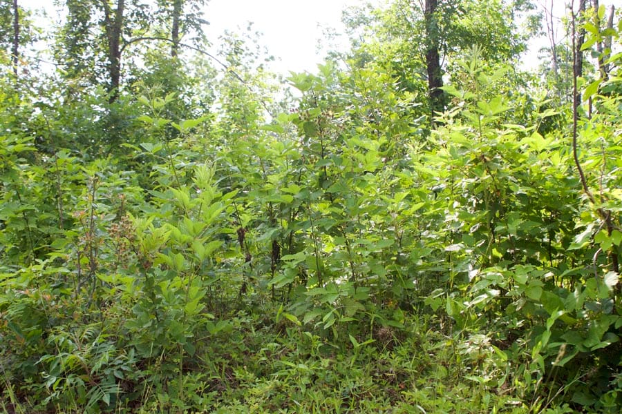Thunder Mountain Ranch Tract 37 photo 8