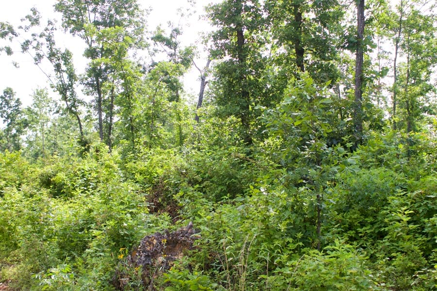 Thunder Mountain Ranch Tract 37 photo 11