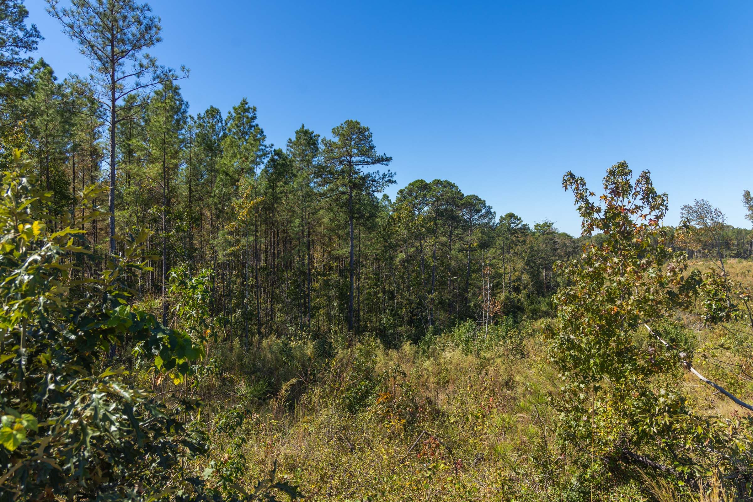 Meyer’s Ridge Tract 5 photo 7