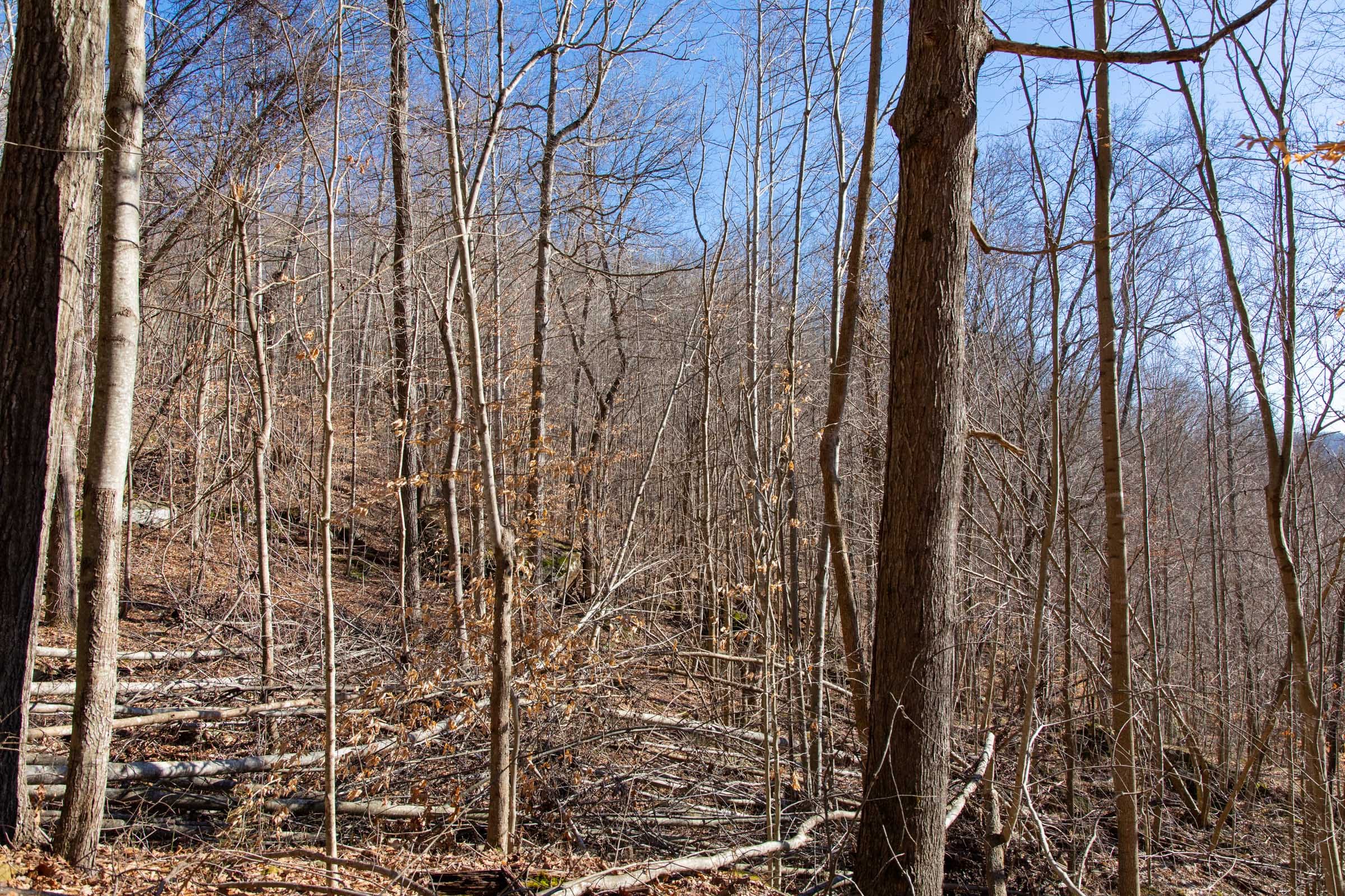 Blackstone Mountain Phase I Tract 48 photo 6