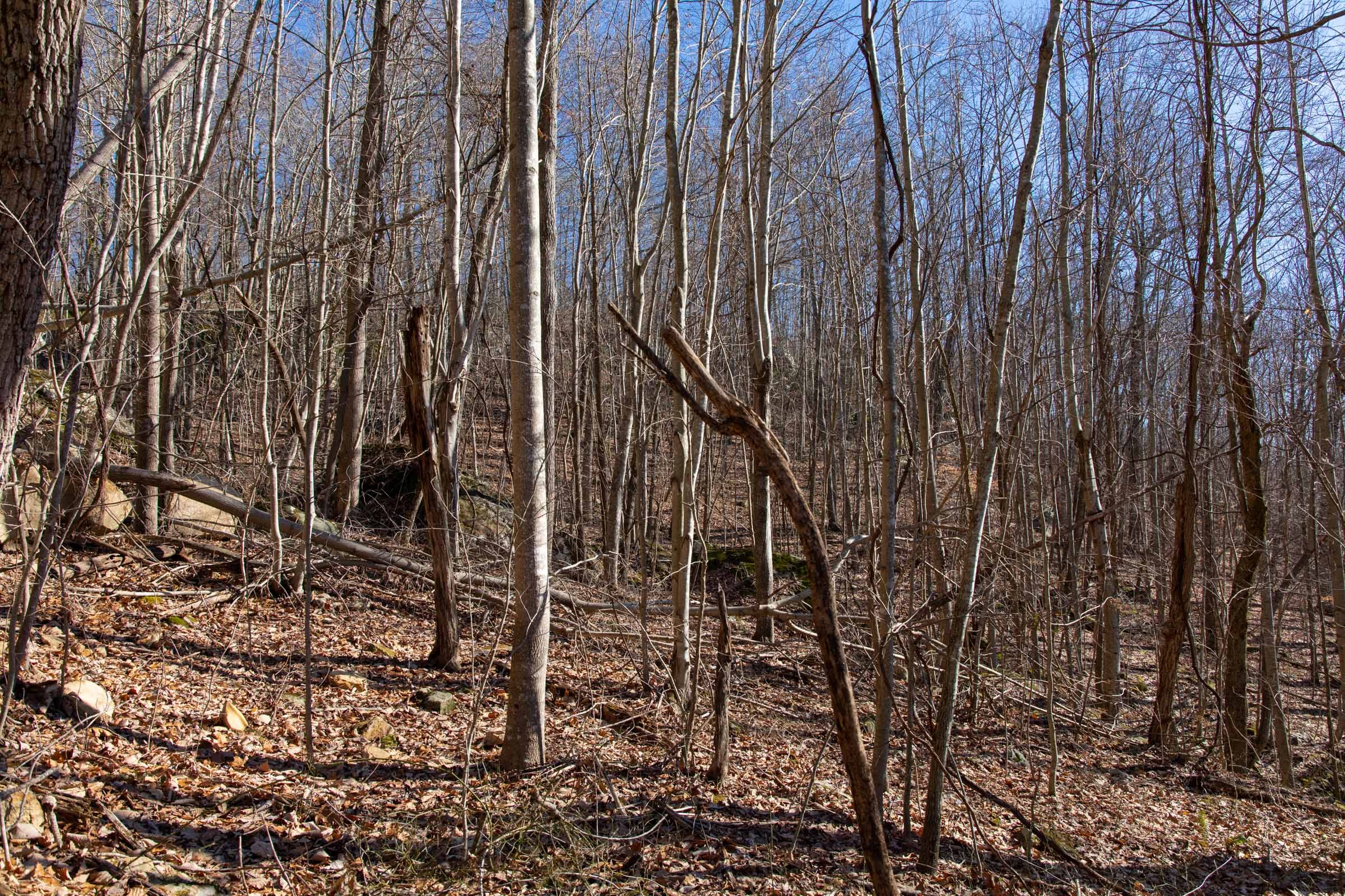 Blackstone Mountain Phase I Tract 48 photo 9