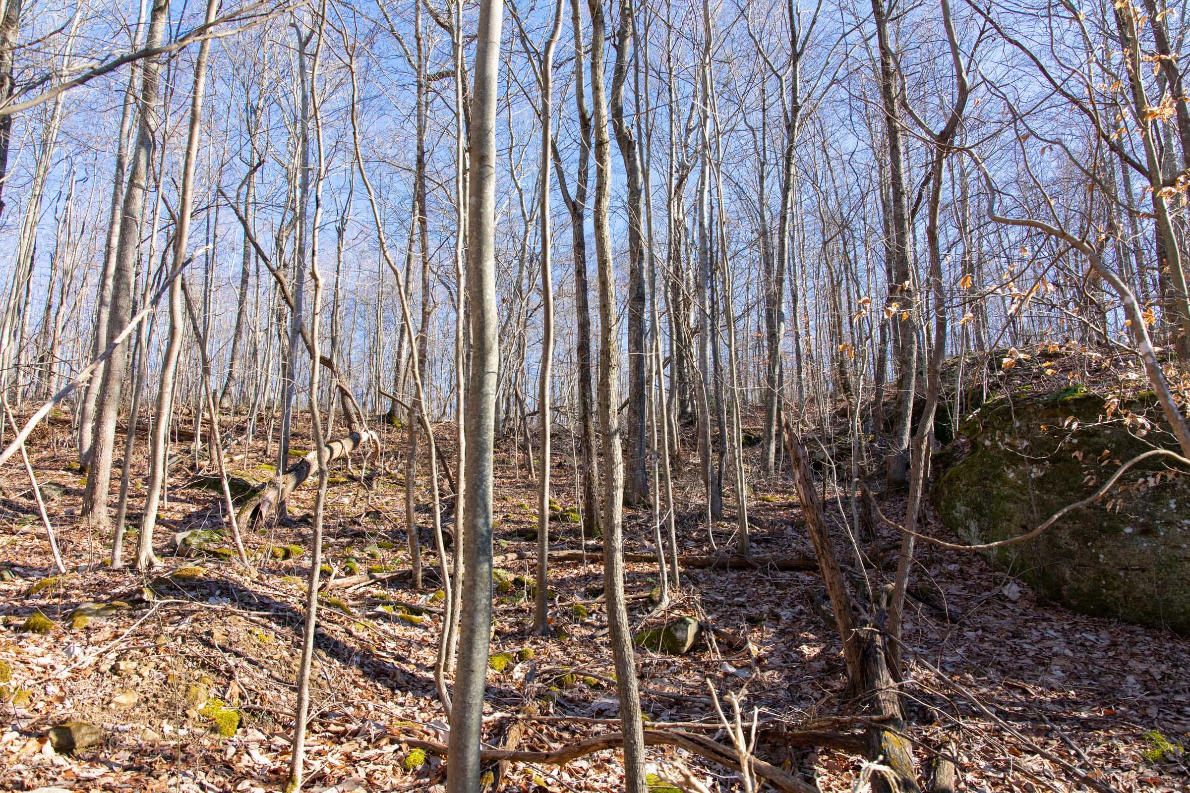 Blackstone Mountain Phase I Tract 48 photo 12