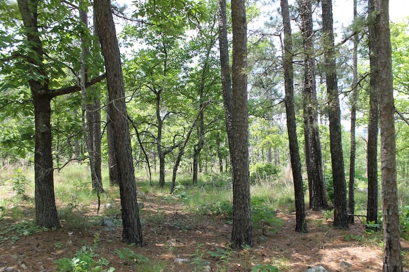 Indian Ridge – Phase II Tract 32 photo 2