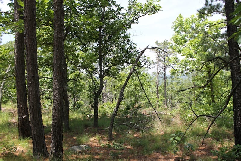 Indian Ridge – Phase II Tract 32 photo 6
