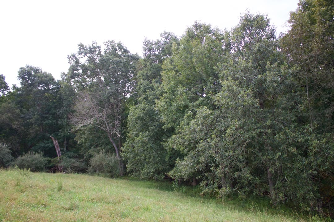 Heritage Hollow Tract 28 photo 4