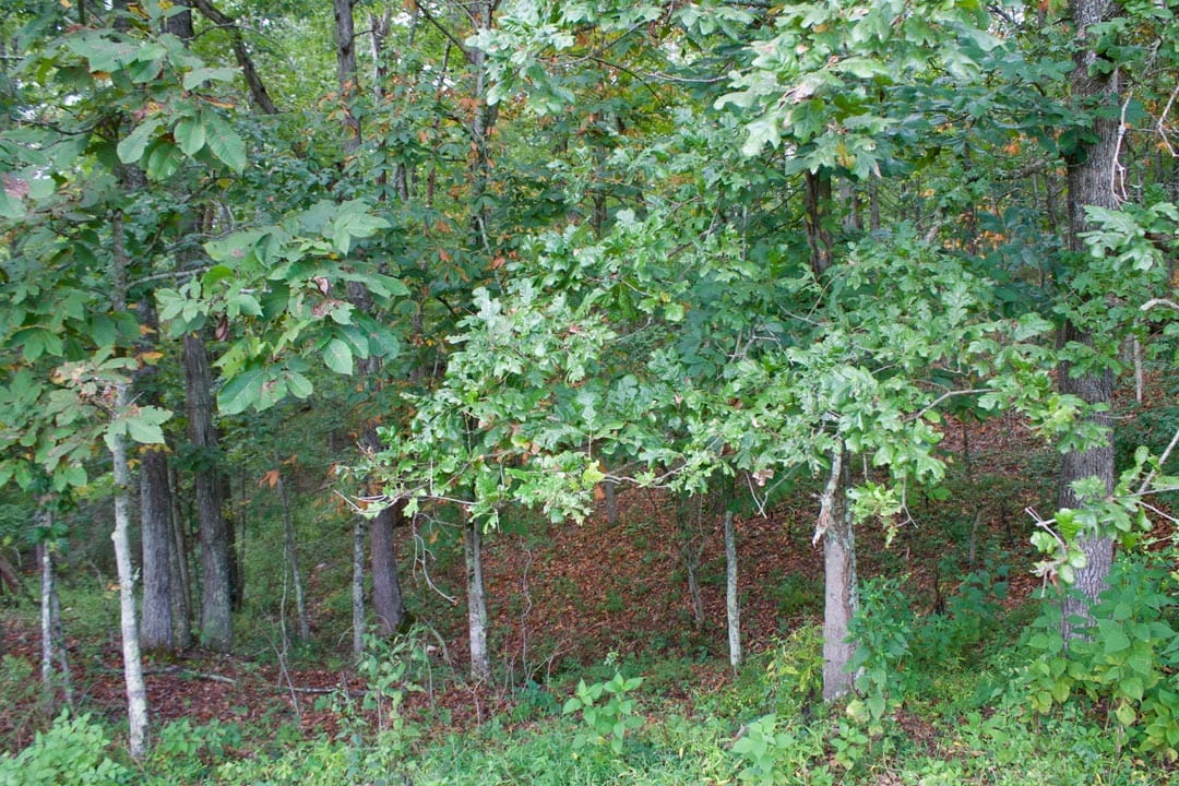 Heritage Hollow Tract 28 photo 5