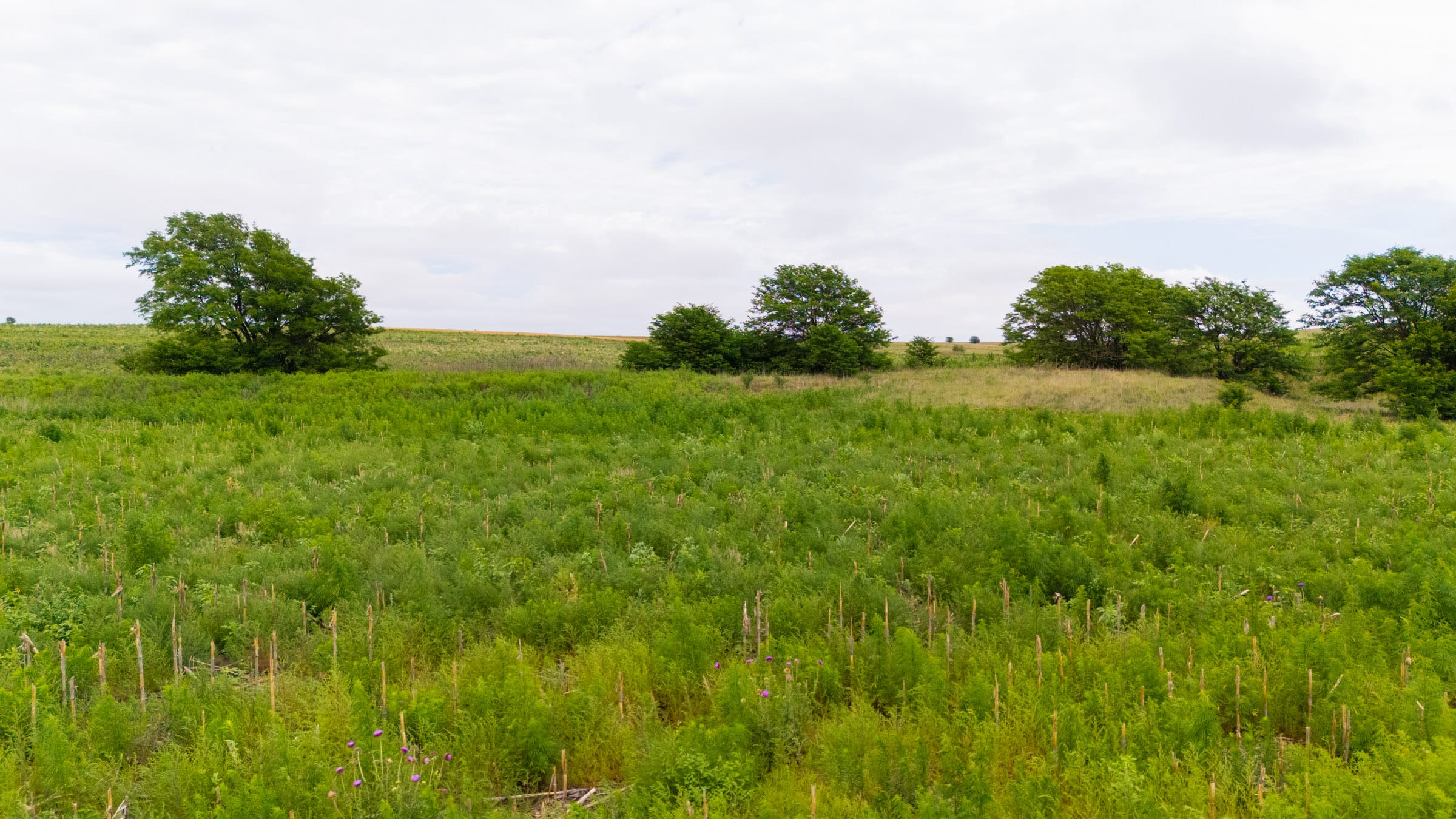 Crandall's Corner Tract 8 photo 4