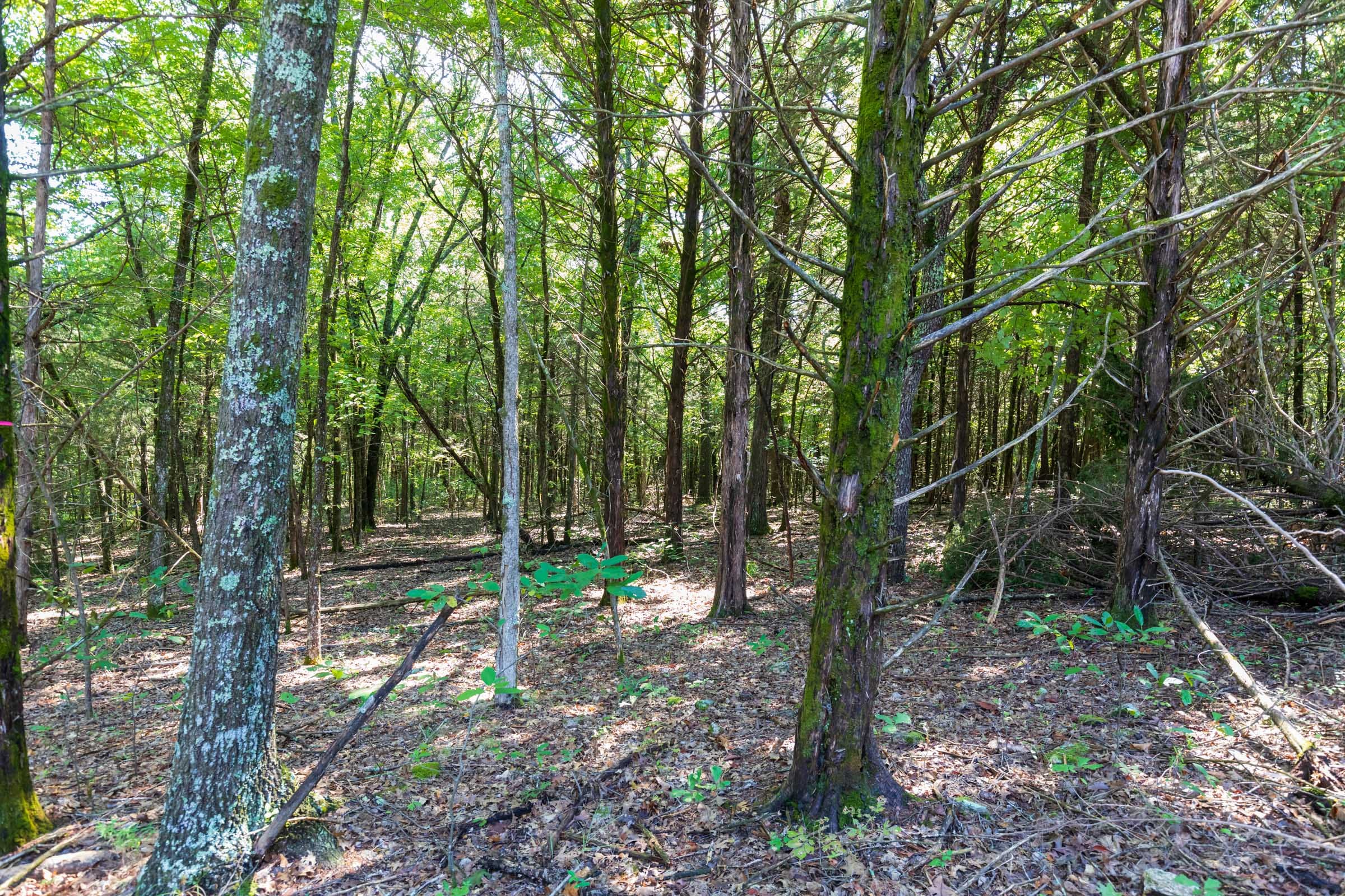 Heritage Bend Tract 28 photo 3