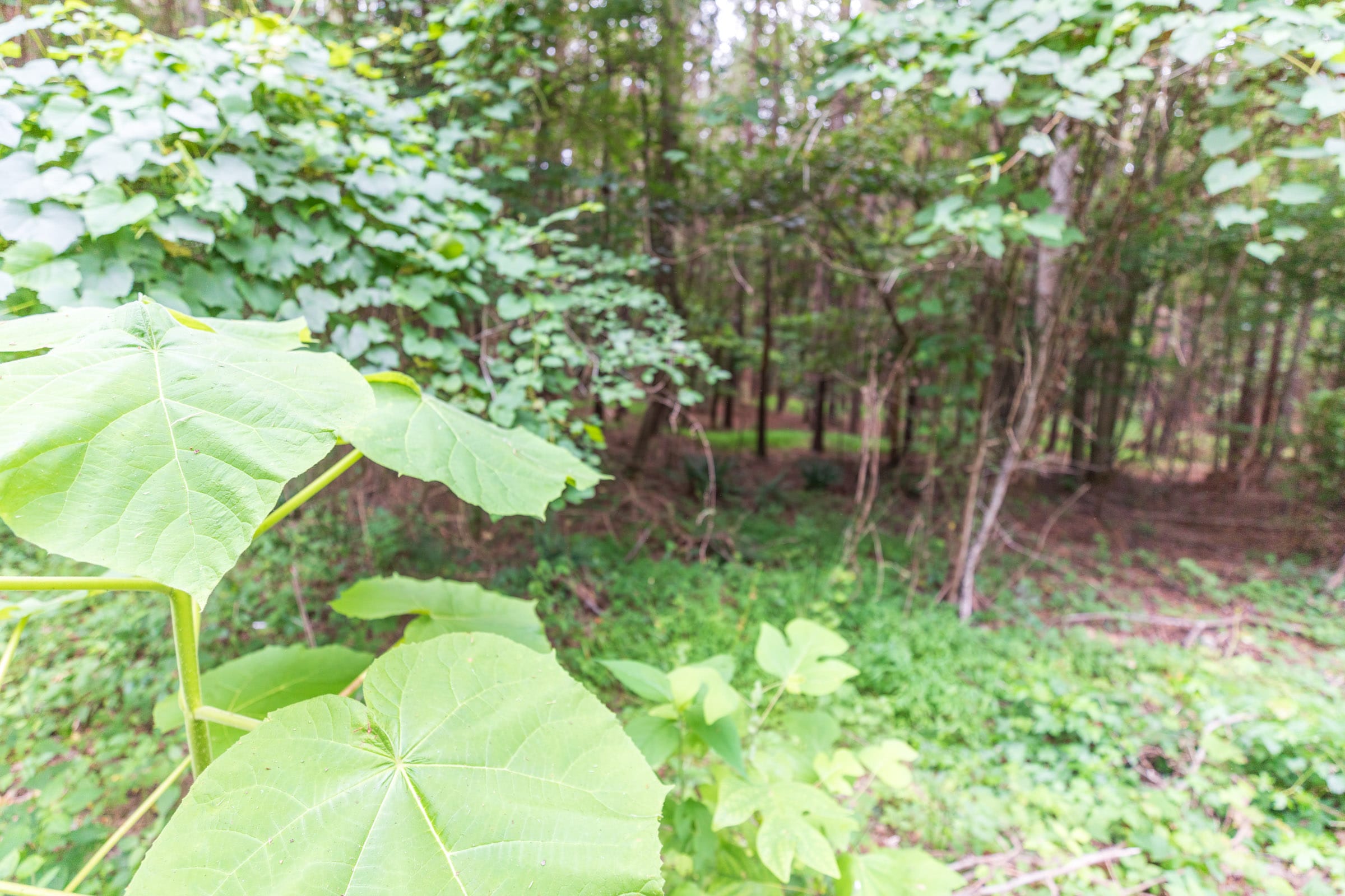 Whiskey Ridge Tract 37 photo 3